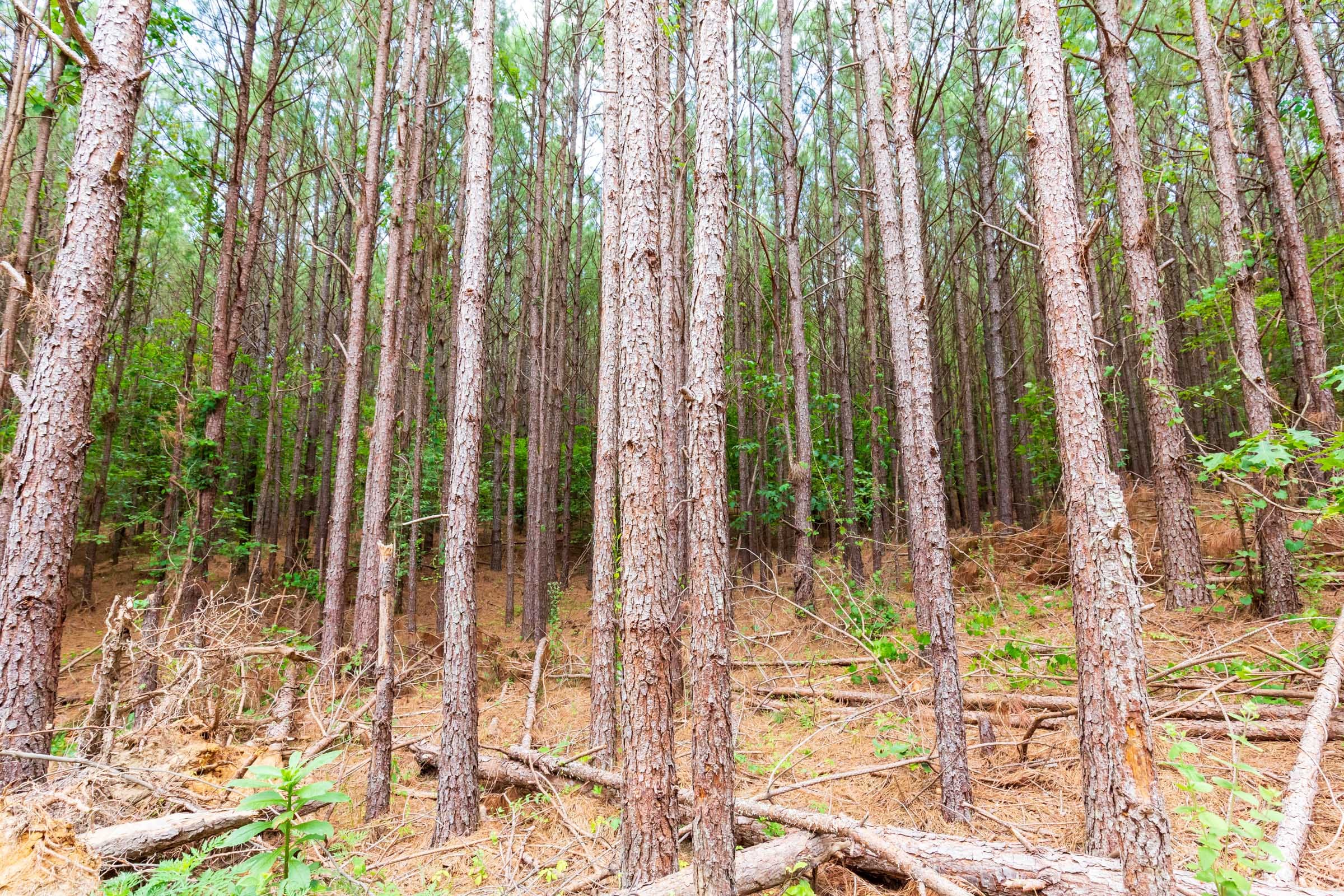 Whiskey Ridge Tract 101 photo 4