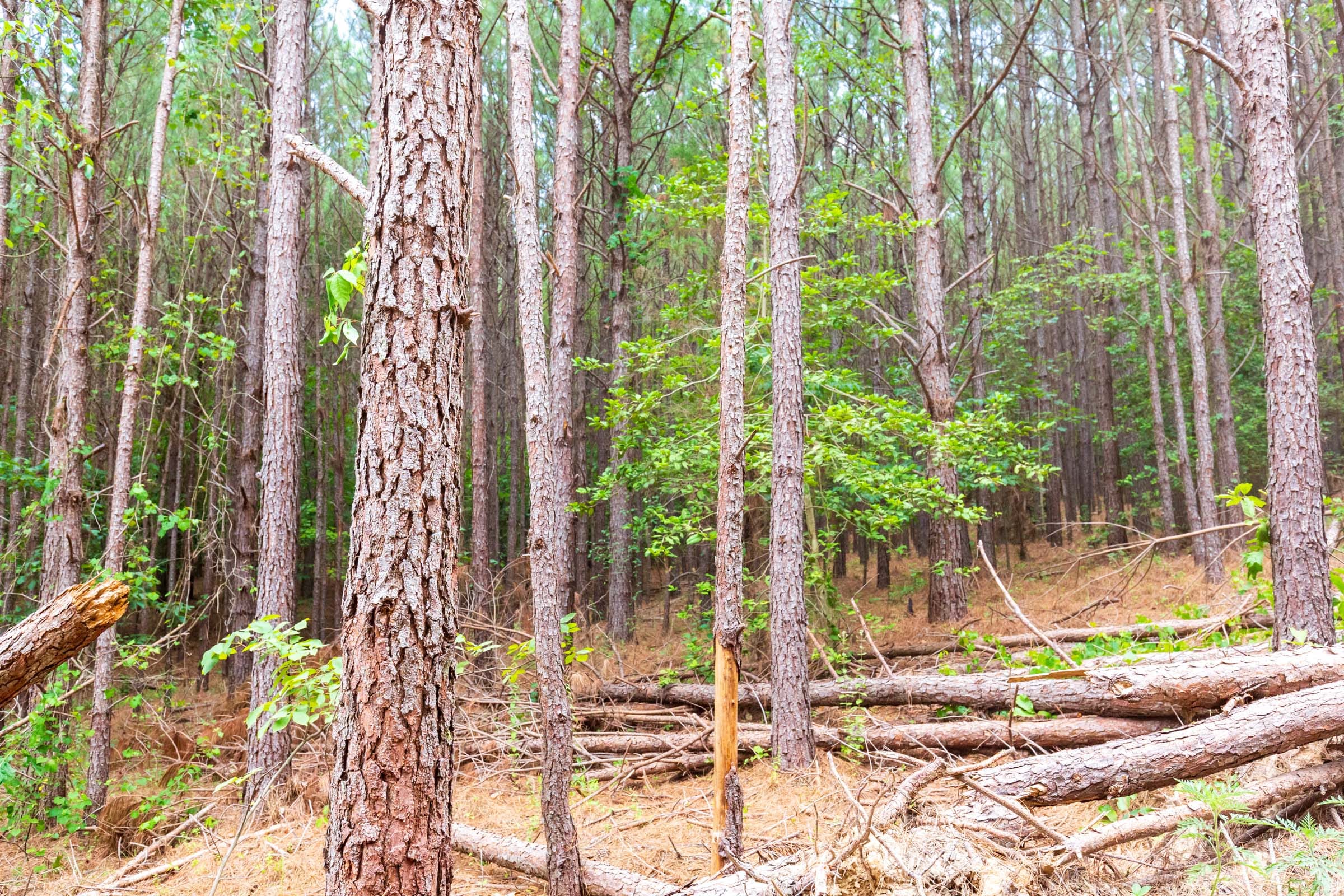 Whiskey Ridge Tract 101 photo 6