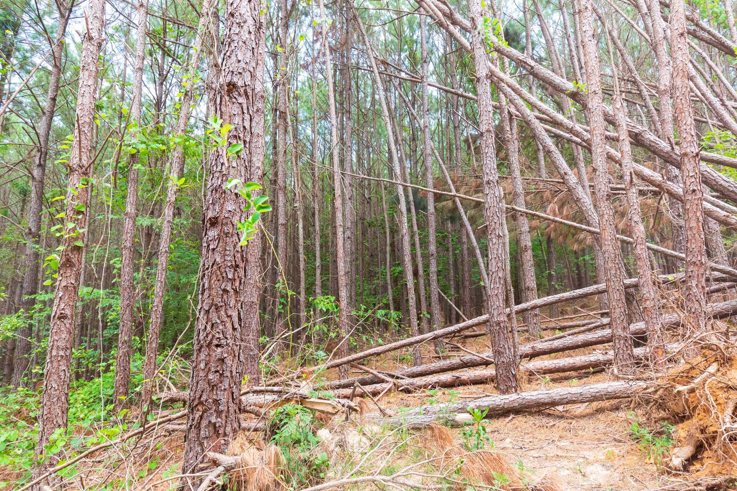 Whiskey Ridge Tract 101 photo 7