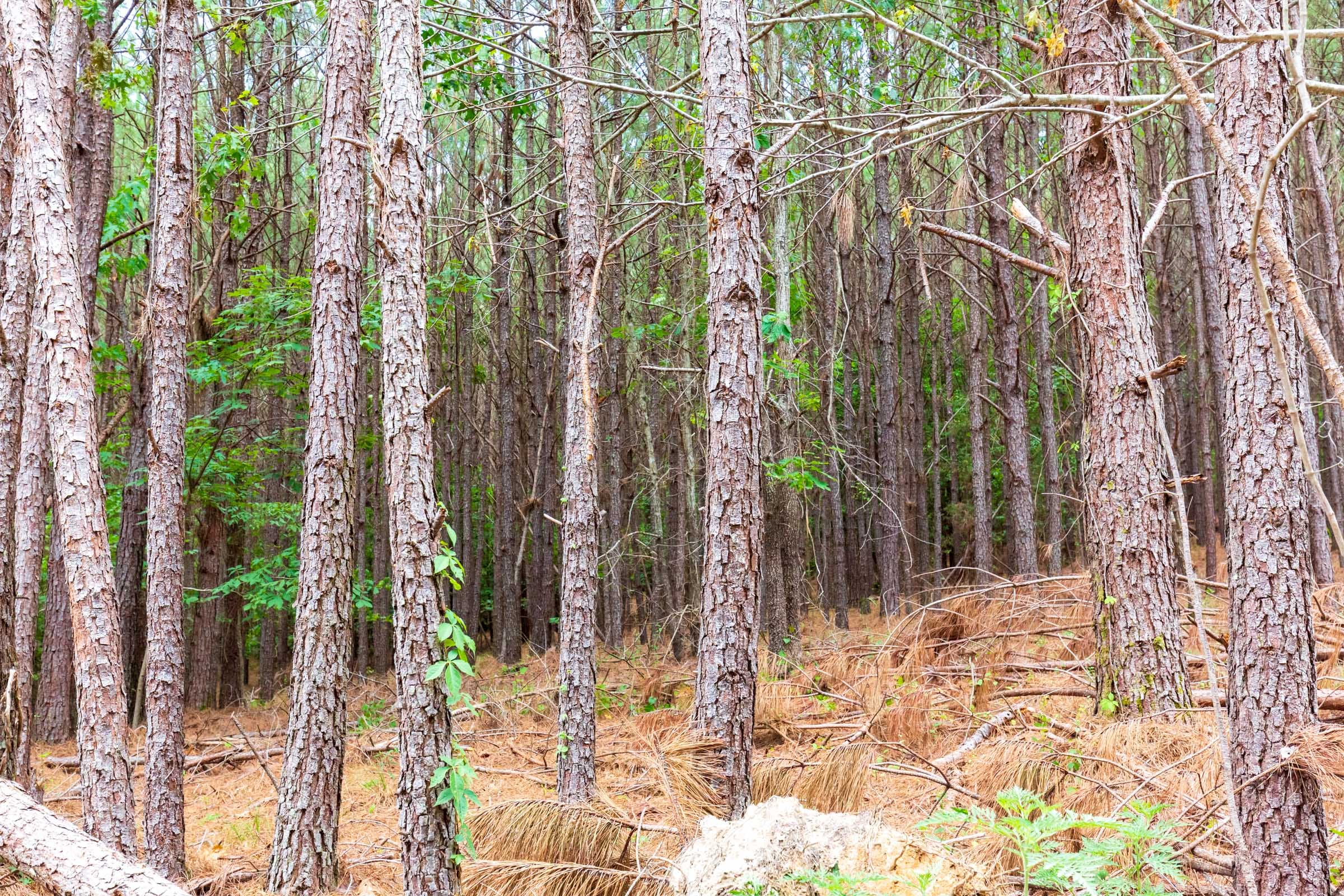 Whiskey Ridge Tract 101 photo 8