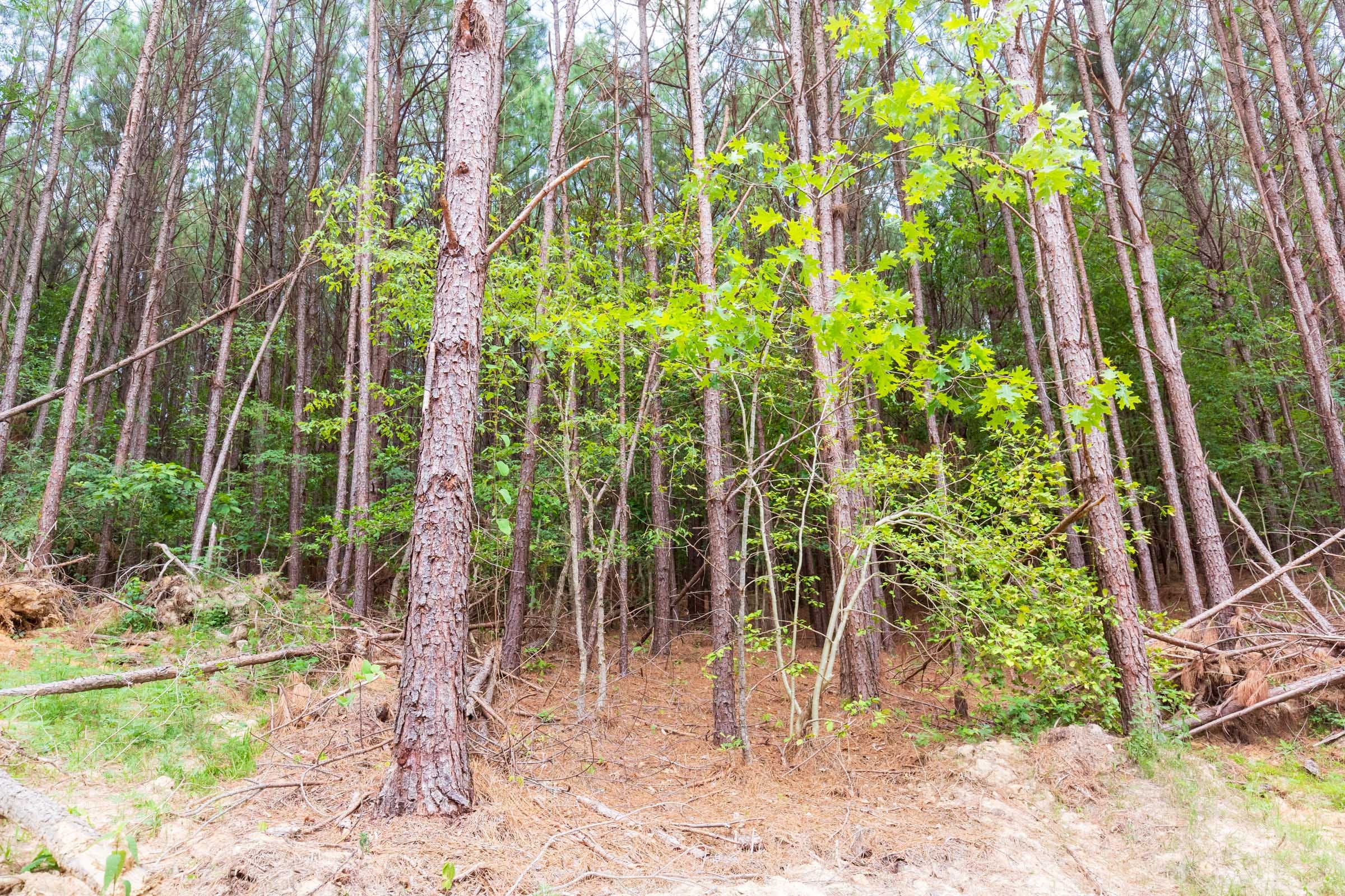 Whiskey Ridge Tract 101 photo 9