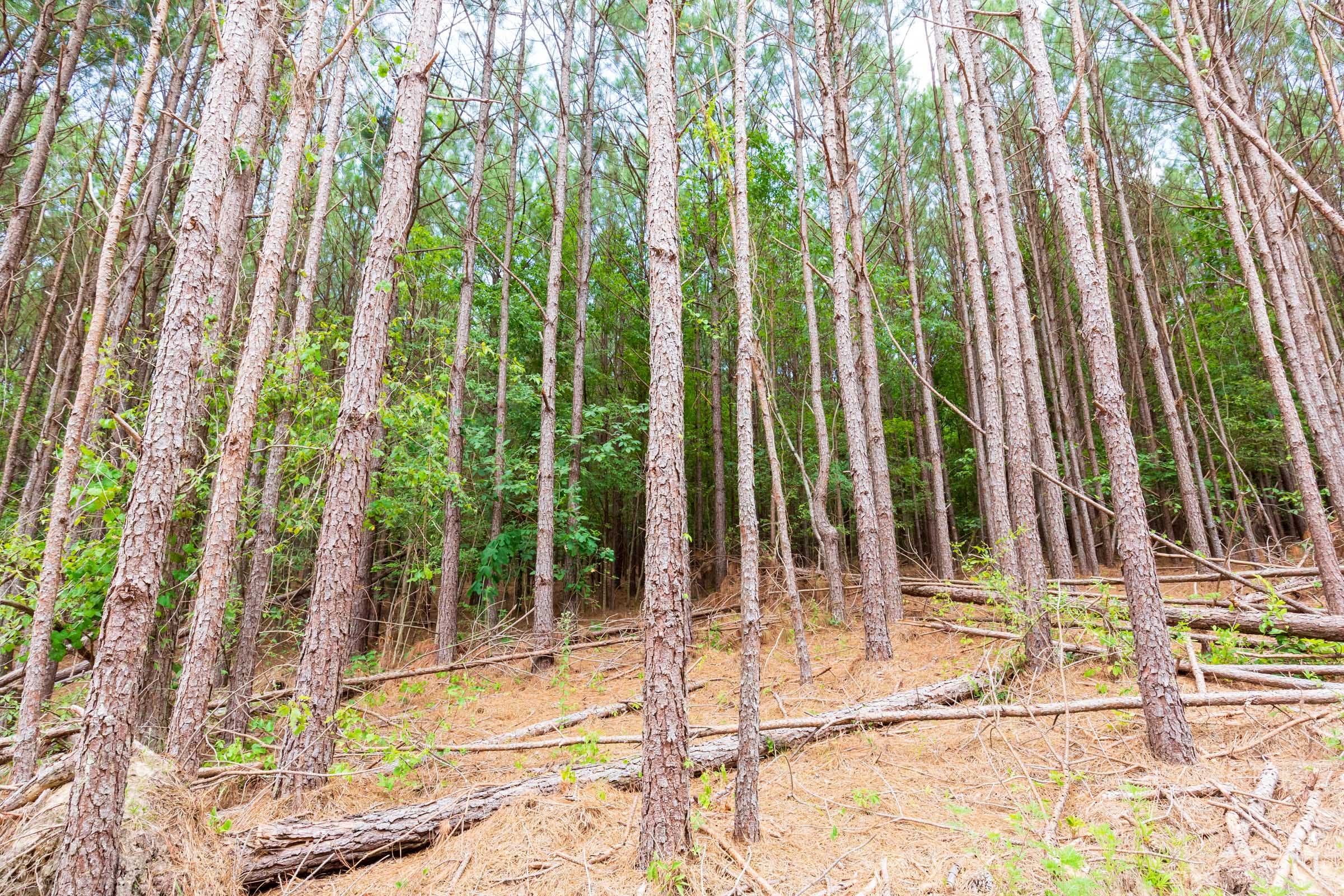 Whiskey Ridge Tract 101 photo 10