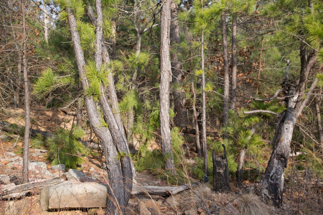 Stone Creek Phase III Tract 84 photo 10