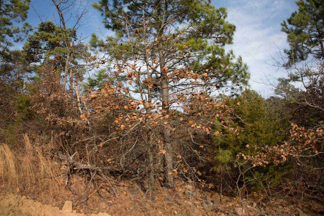 Stone Creek Phase III Tract 84 photo 11