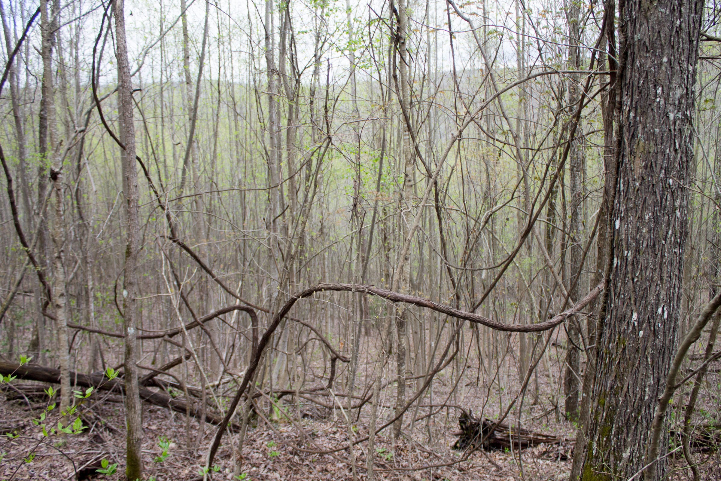 Hidden Hills Tract 34 photo 3