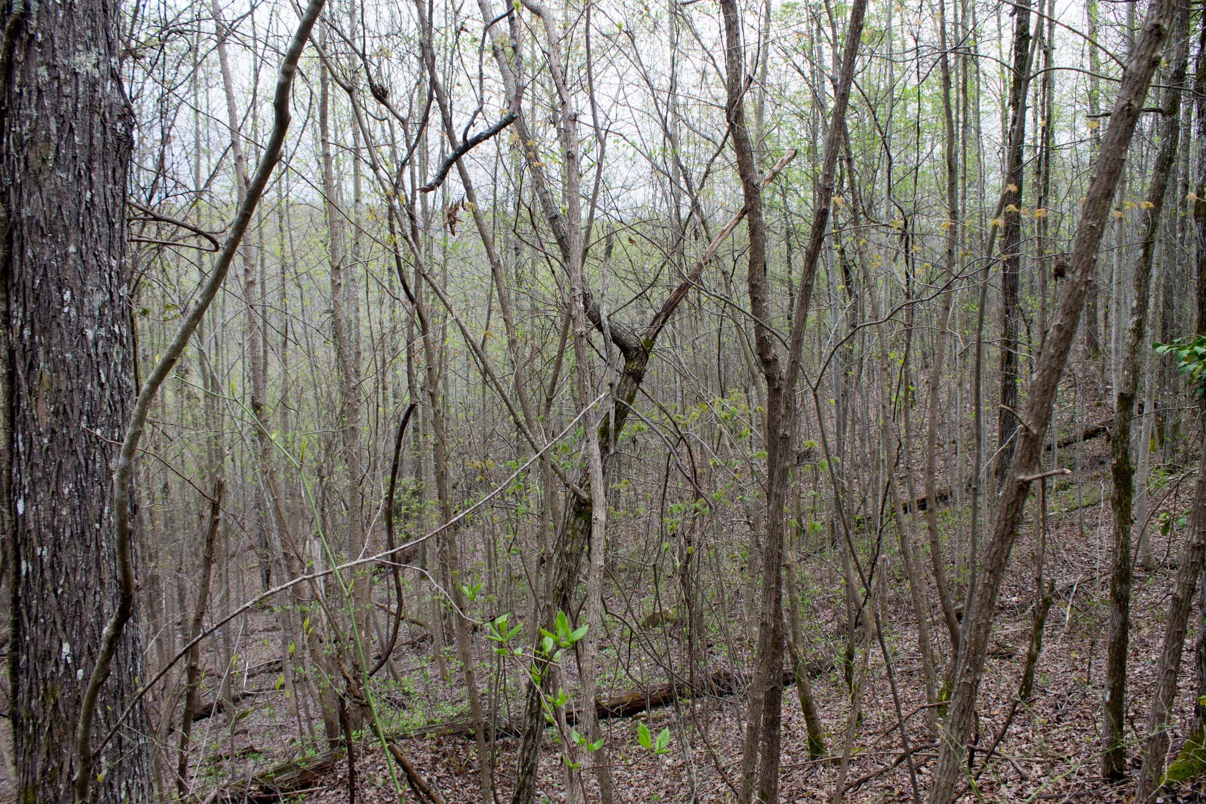 Hidden Hills Tract 34 photo 4