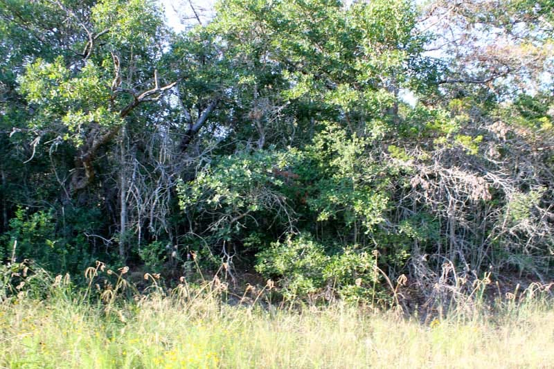 Tahitian Village Tract 681 photo 7