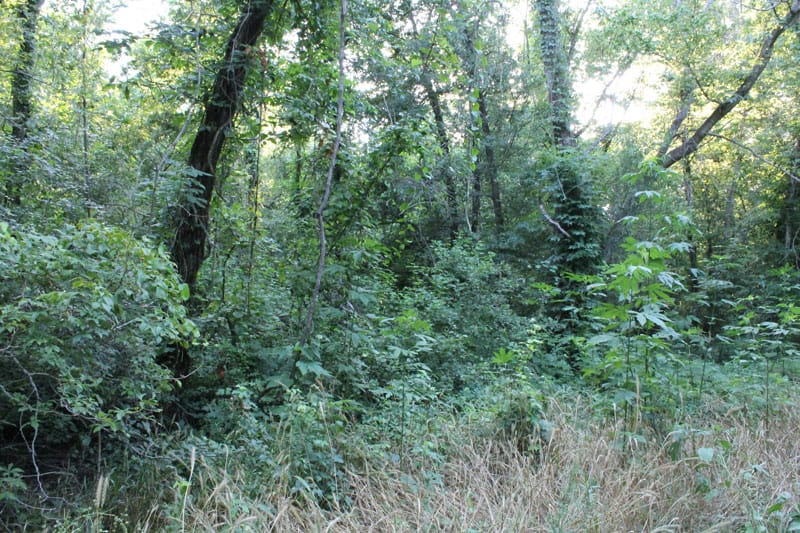 Tahitian Village Tract 681 photo 11