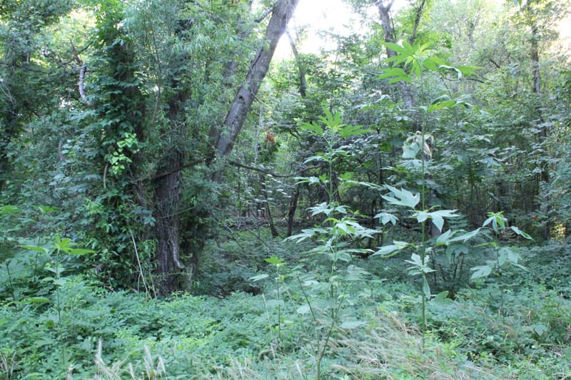 Tahitian Village Tract 681 photo 12