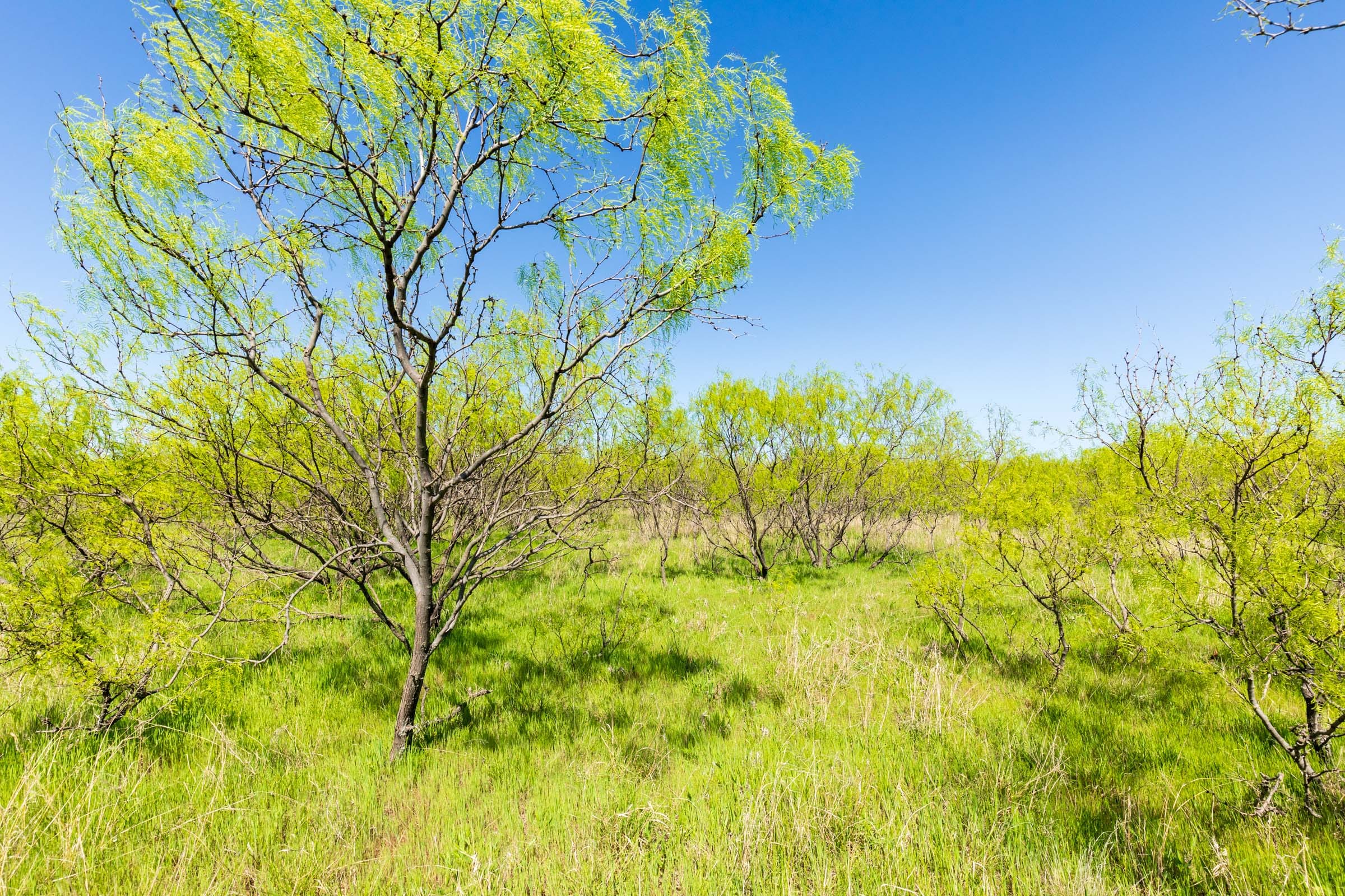 Hackberry Fields Tract 23 photo 3