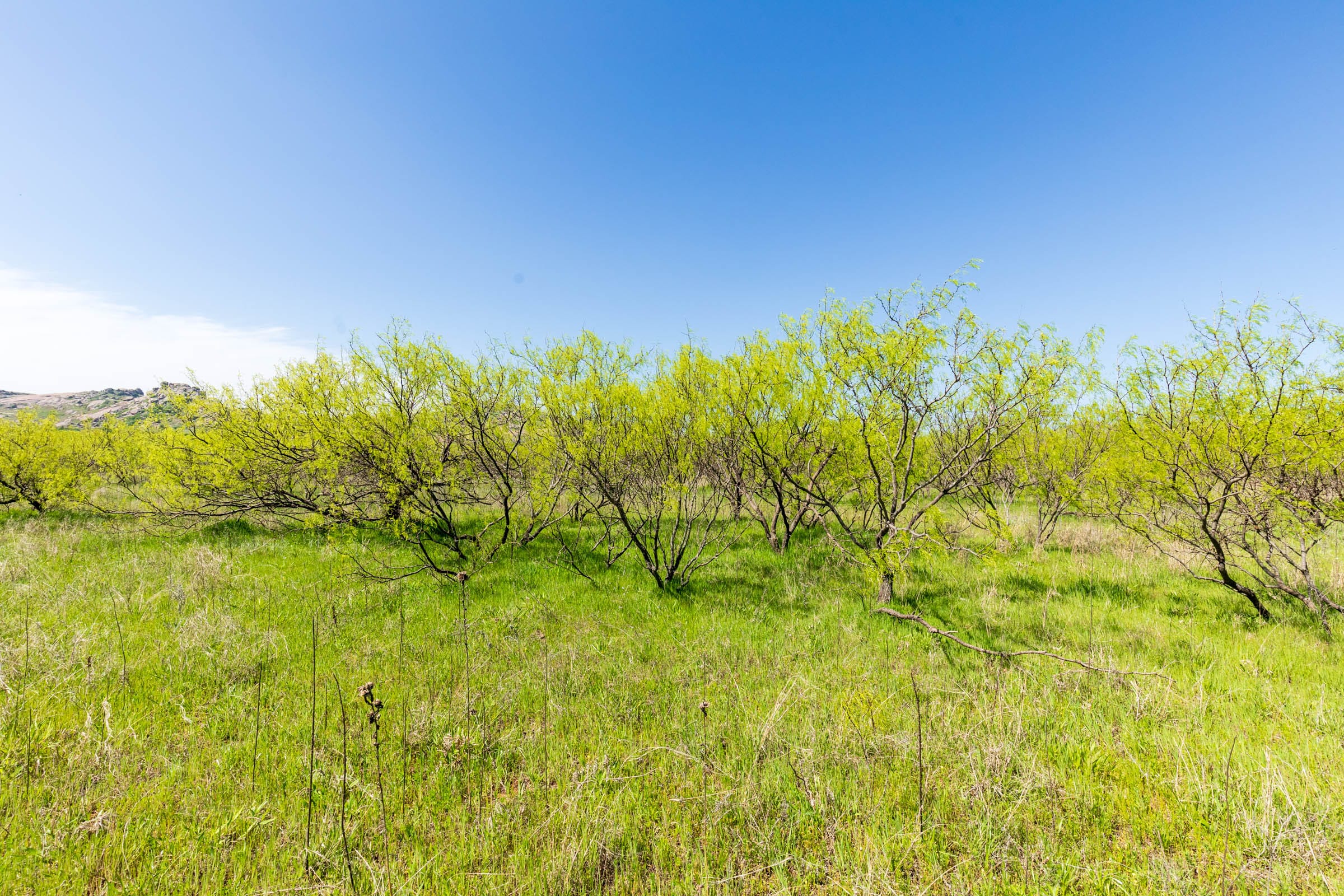Hackberry Fields Tract 23 photo 6