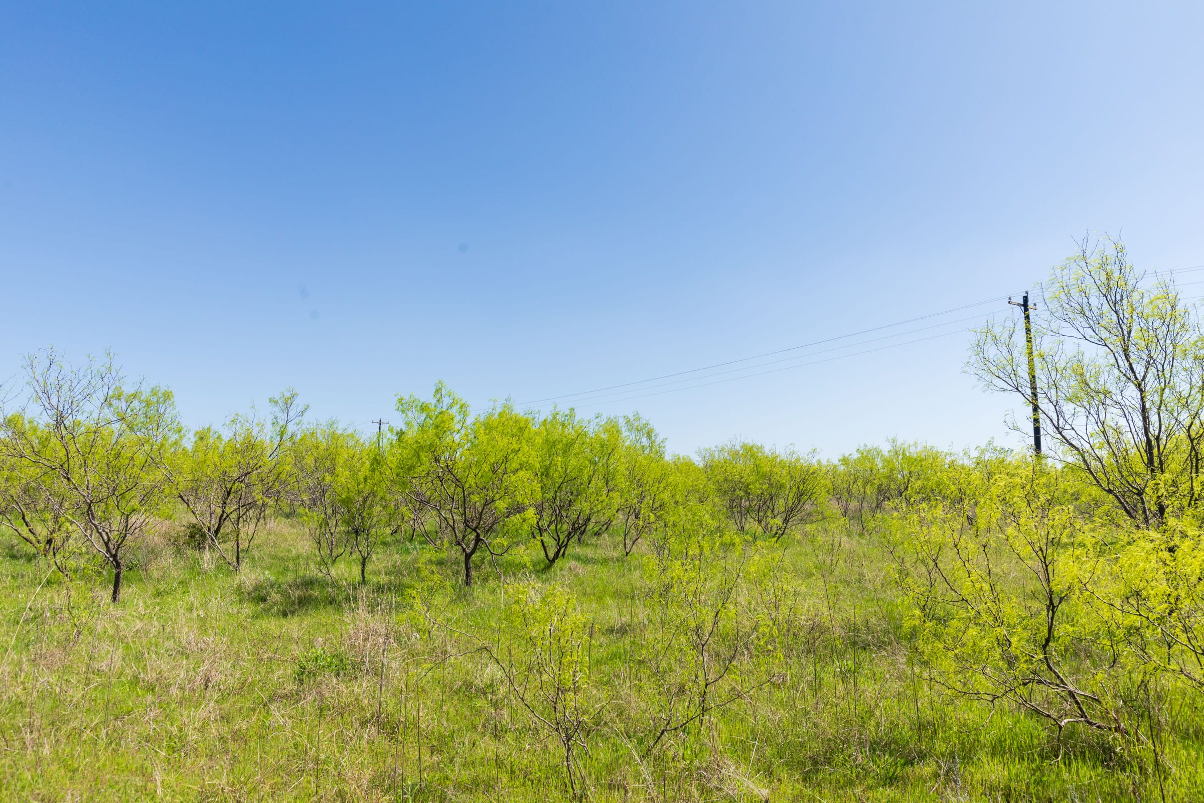 Hackberry Fields Tract 23 photo 8