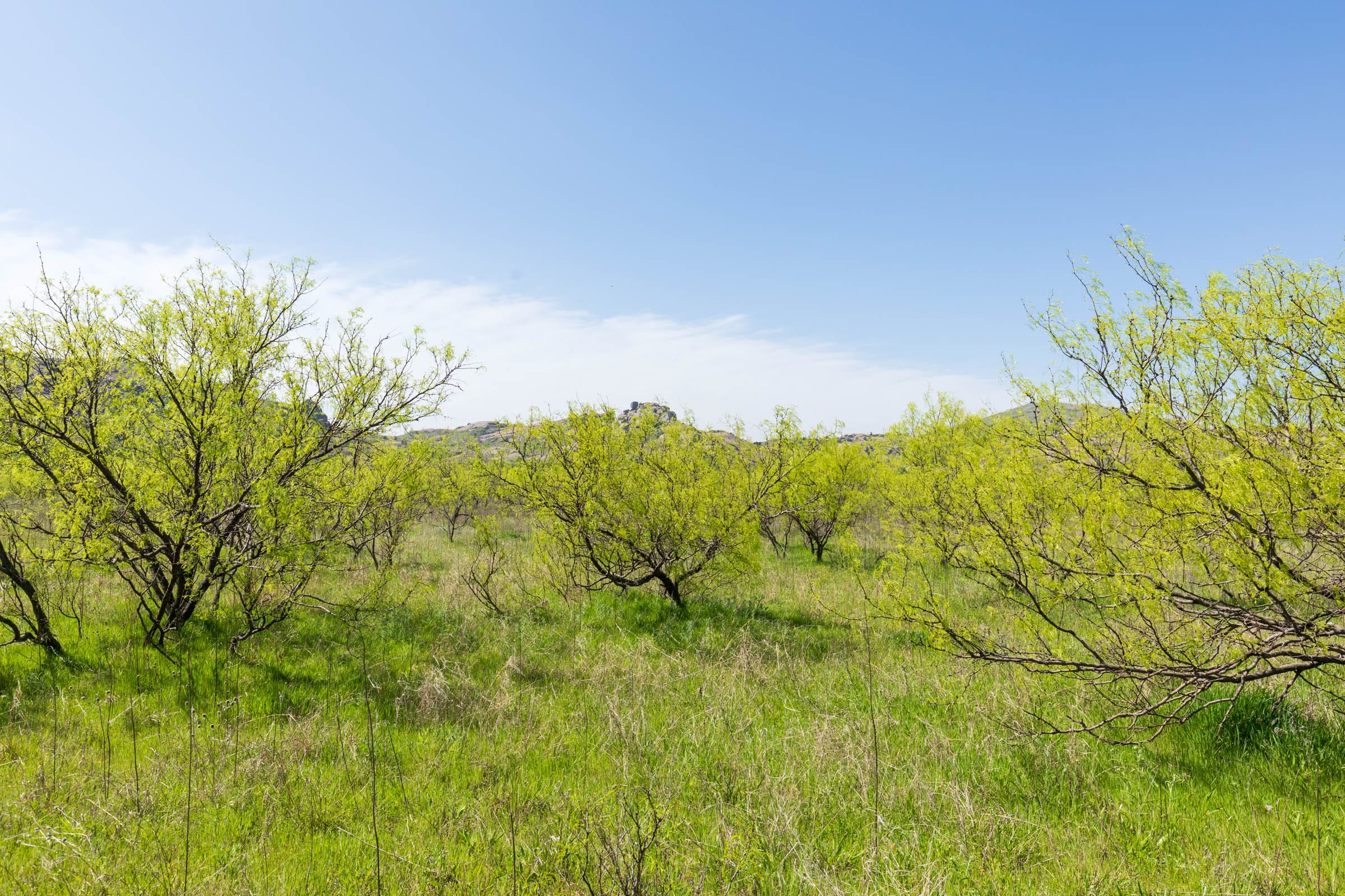 Hackberry Fields Tract 23 photo 10