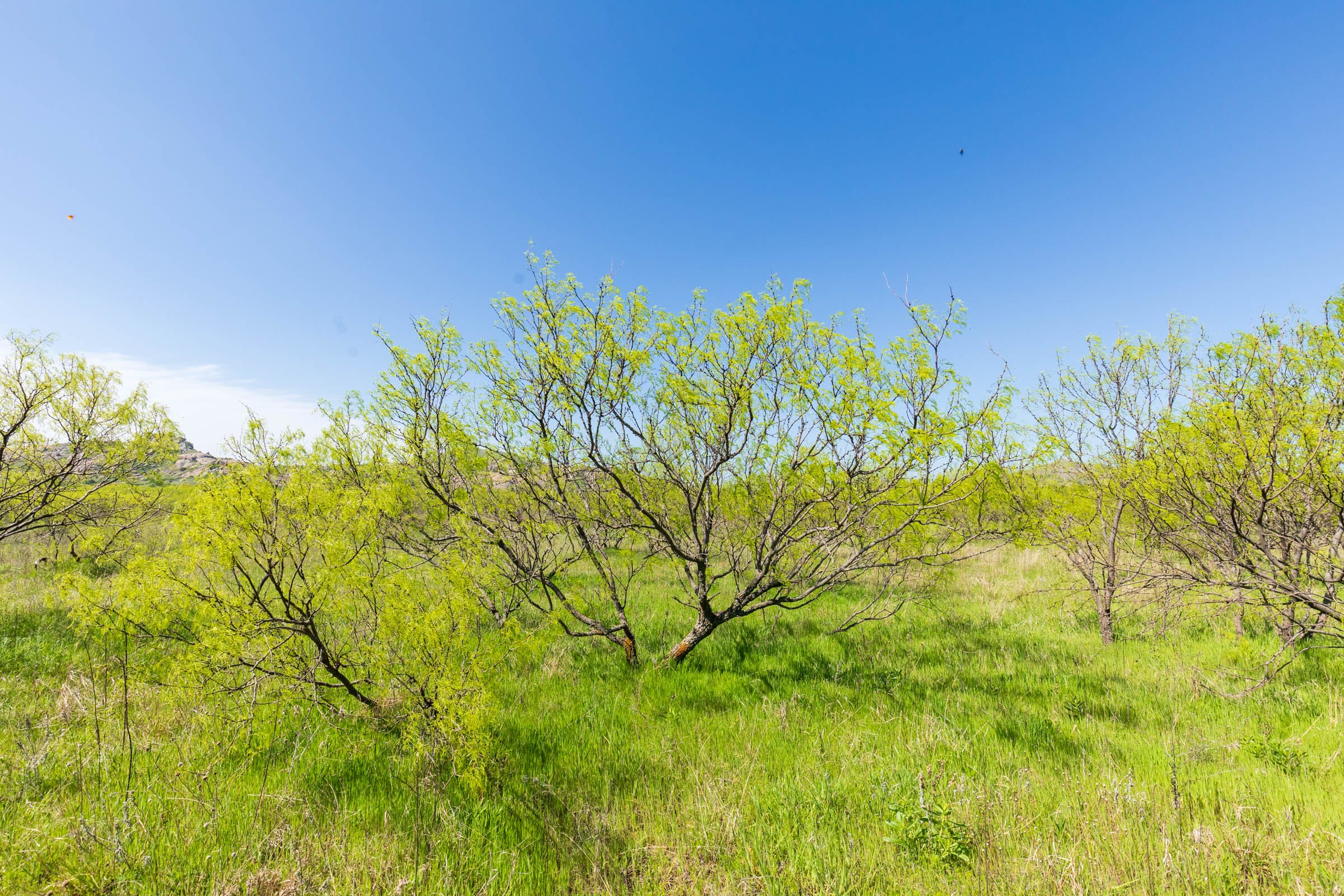 Hackberry Fields Tract 23 photo 12