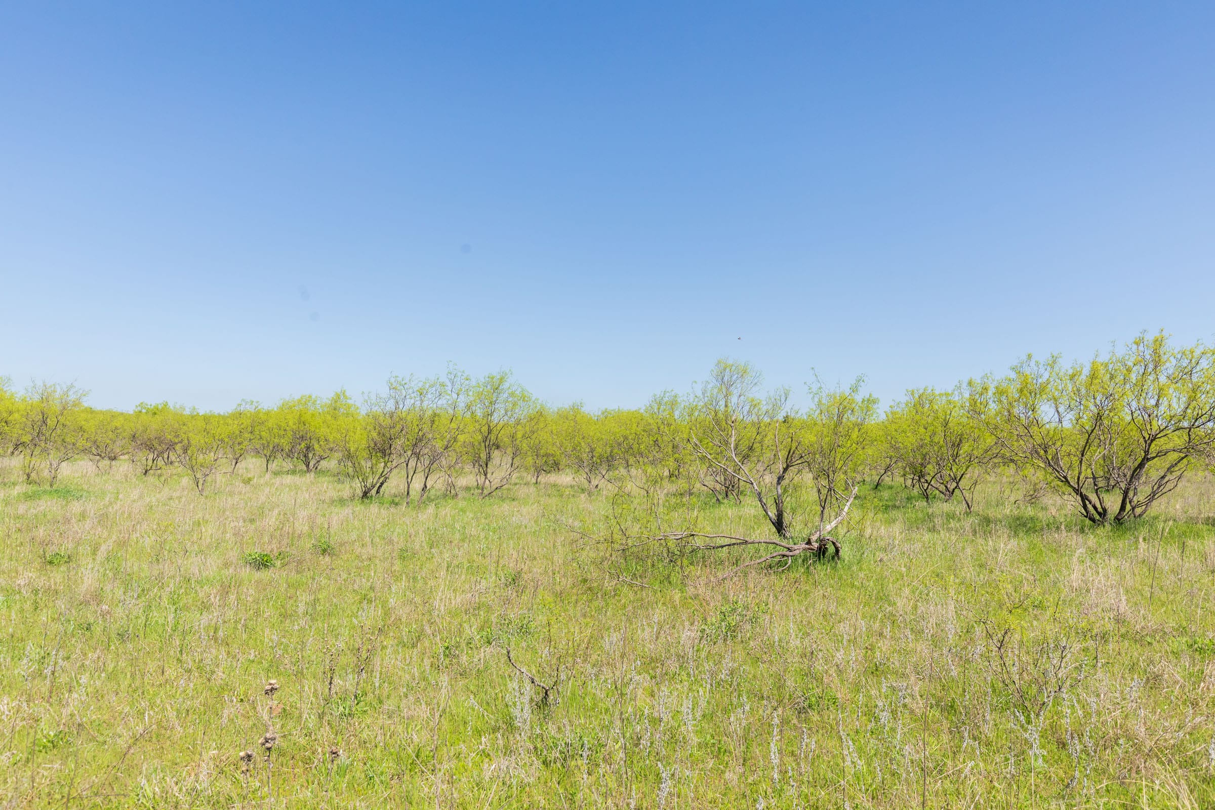 Hackberry Fields Tract 23 photo 13