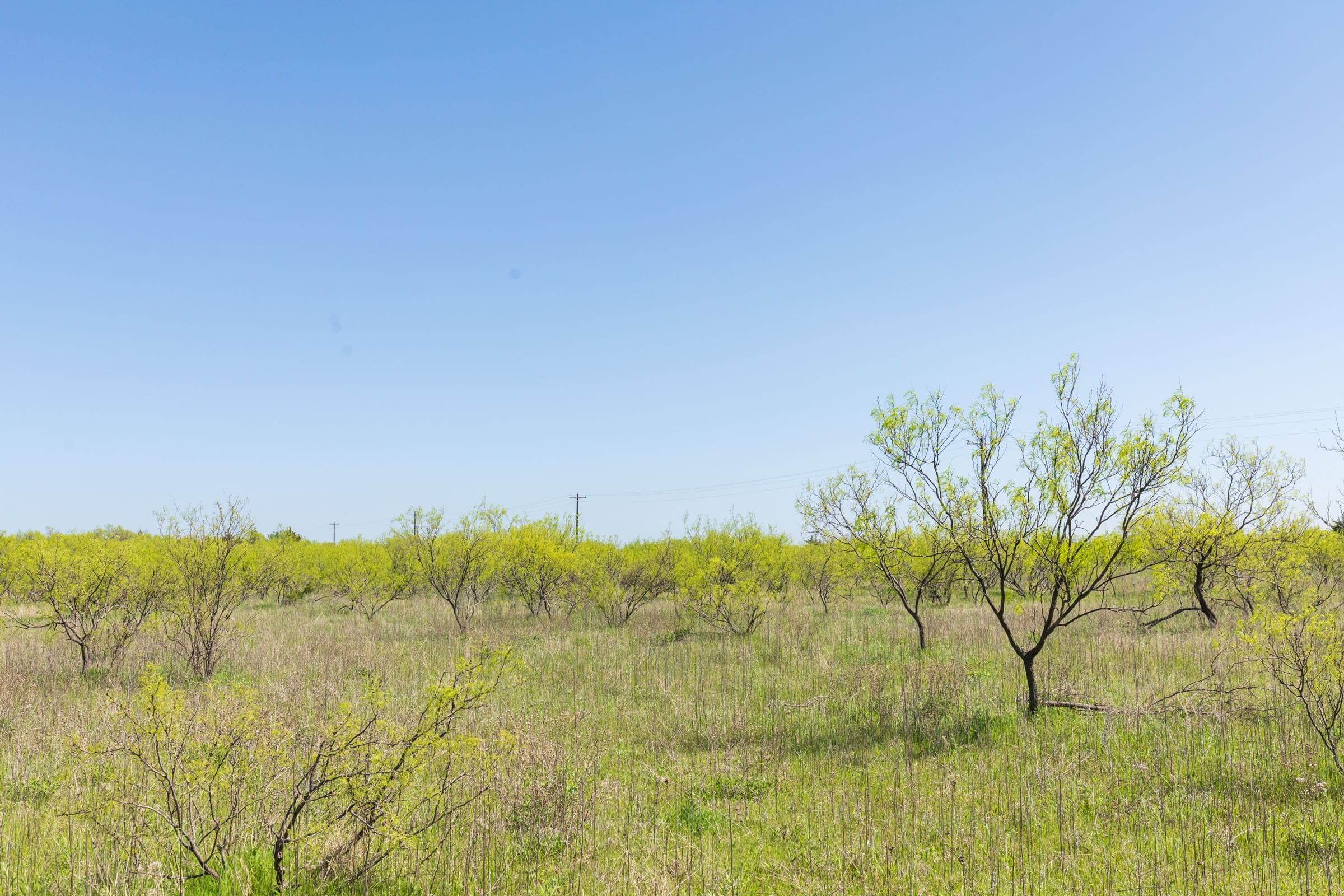 Hackberry Fields Tract 23 photo 14
