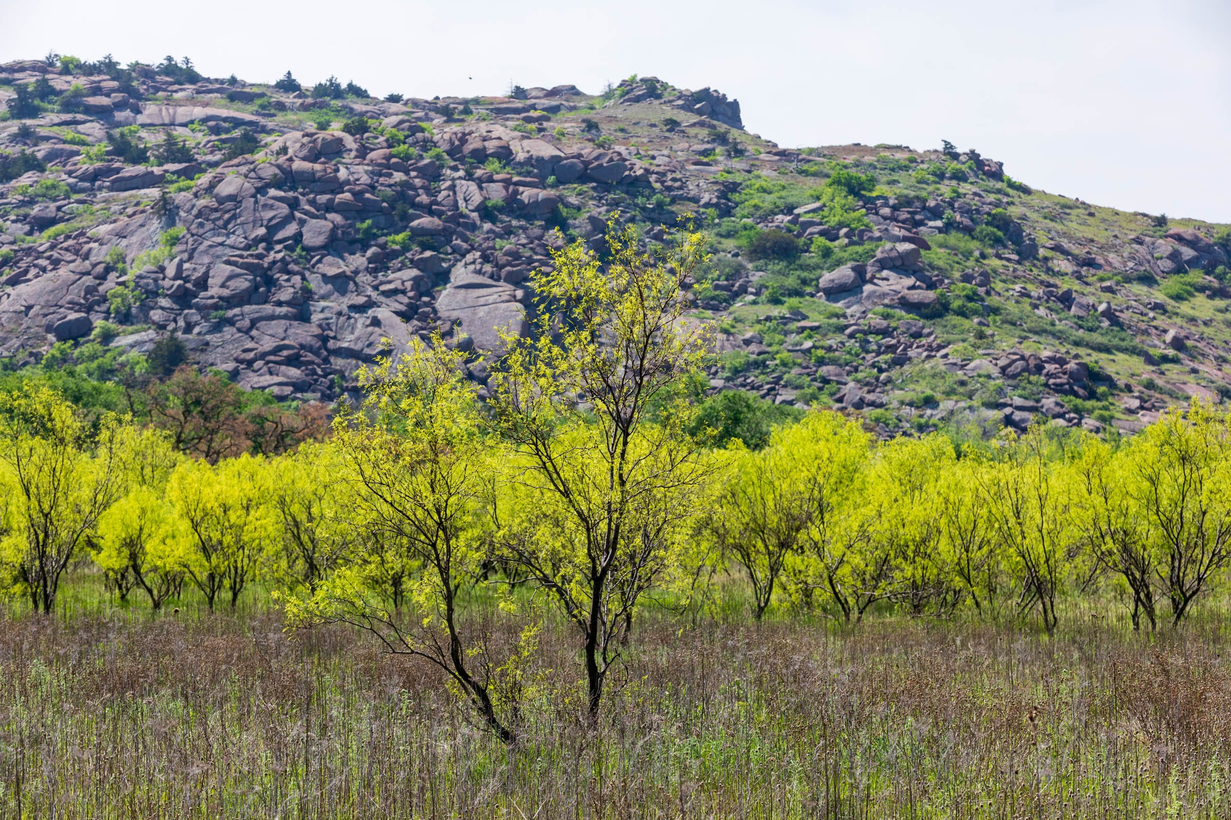 Hackberry Fields Tract 23 photo 9
