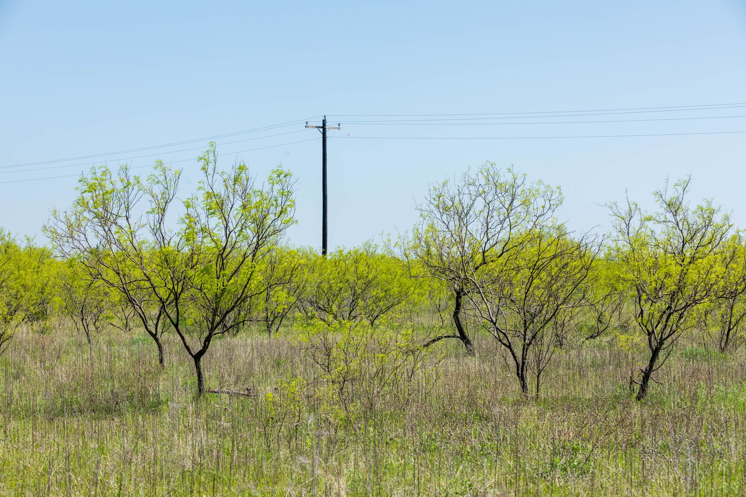 Hackberry Fields Tract 23 photo 11