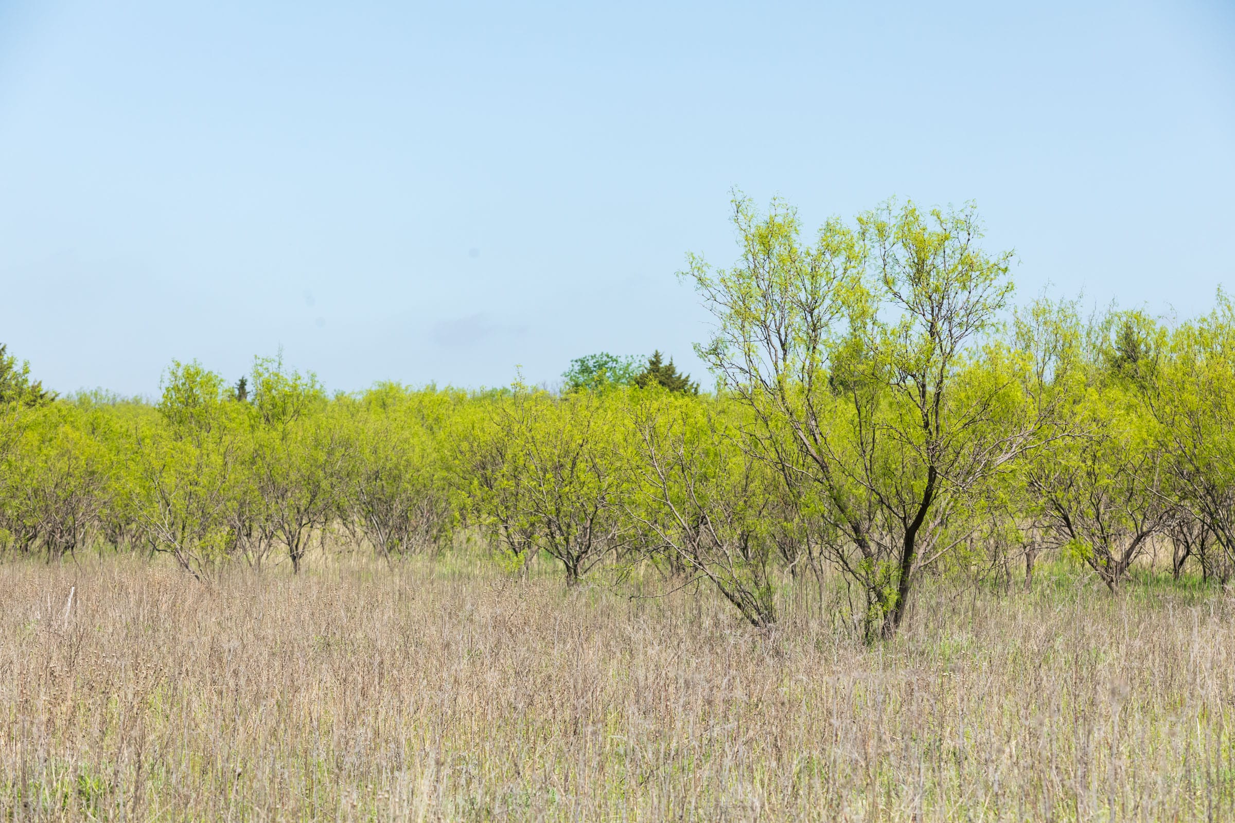 Hackberry Fields Tract 23 photo 16