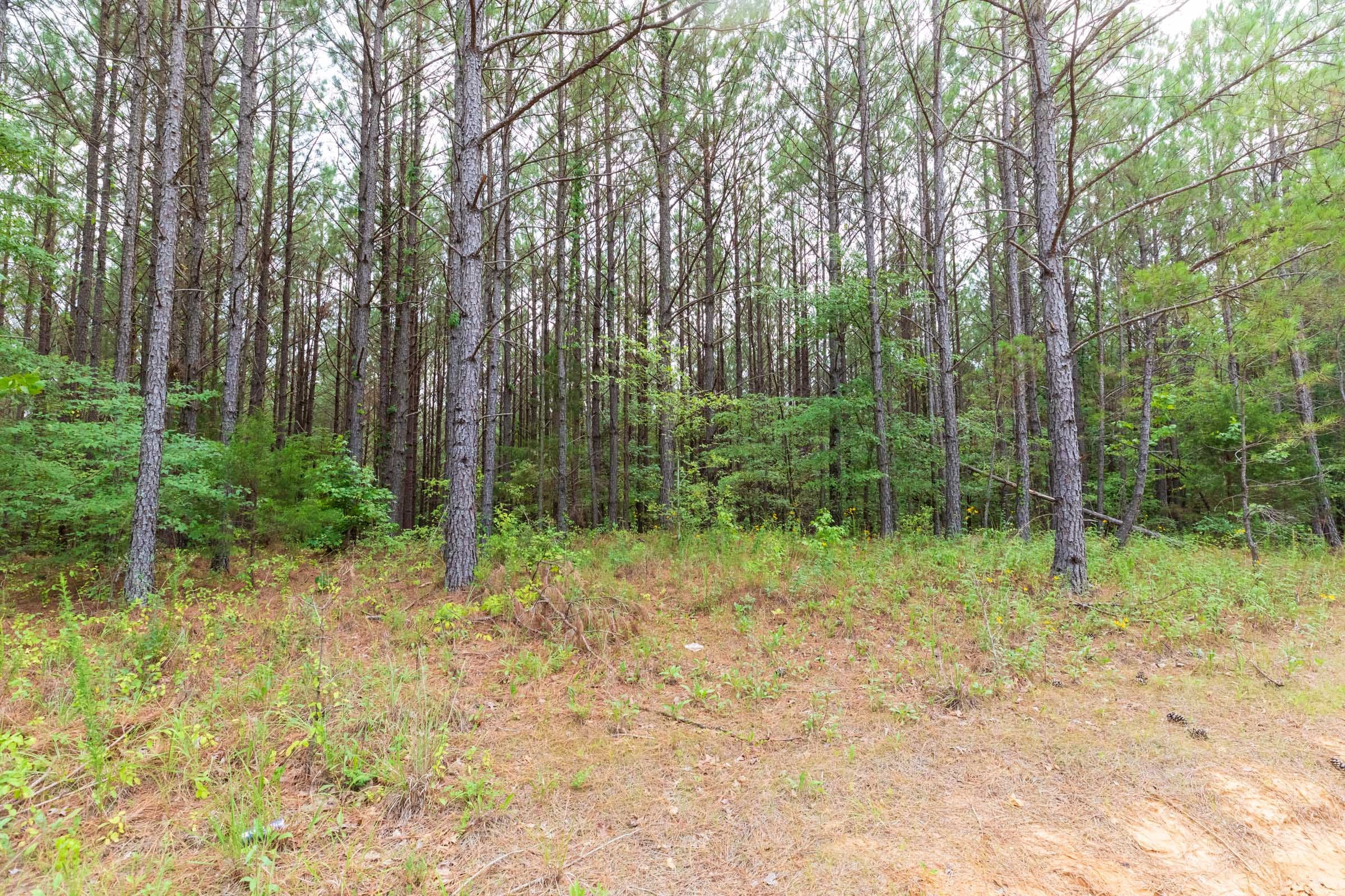 Whiskey Ridge Tract 15 photo 8