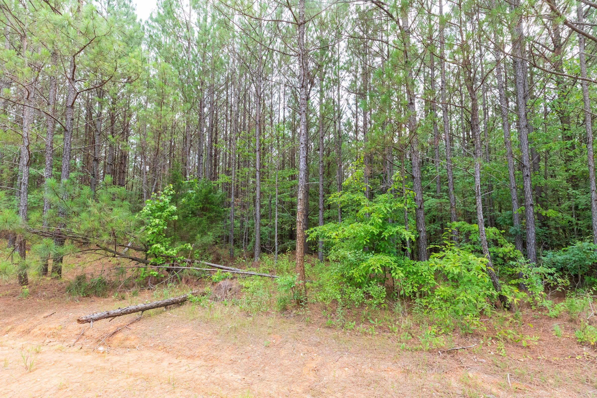 Whiskey Ridge Tract 15 photo 3