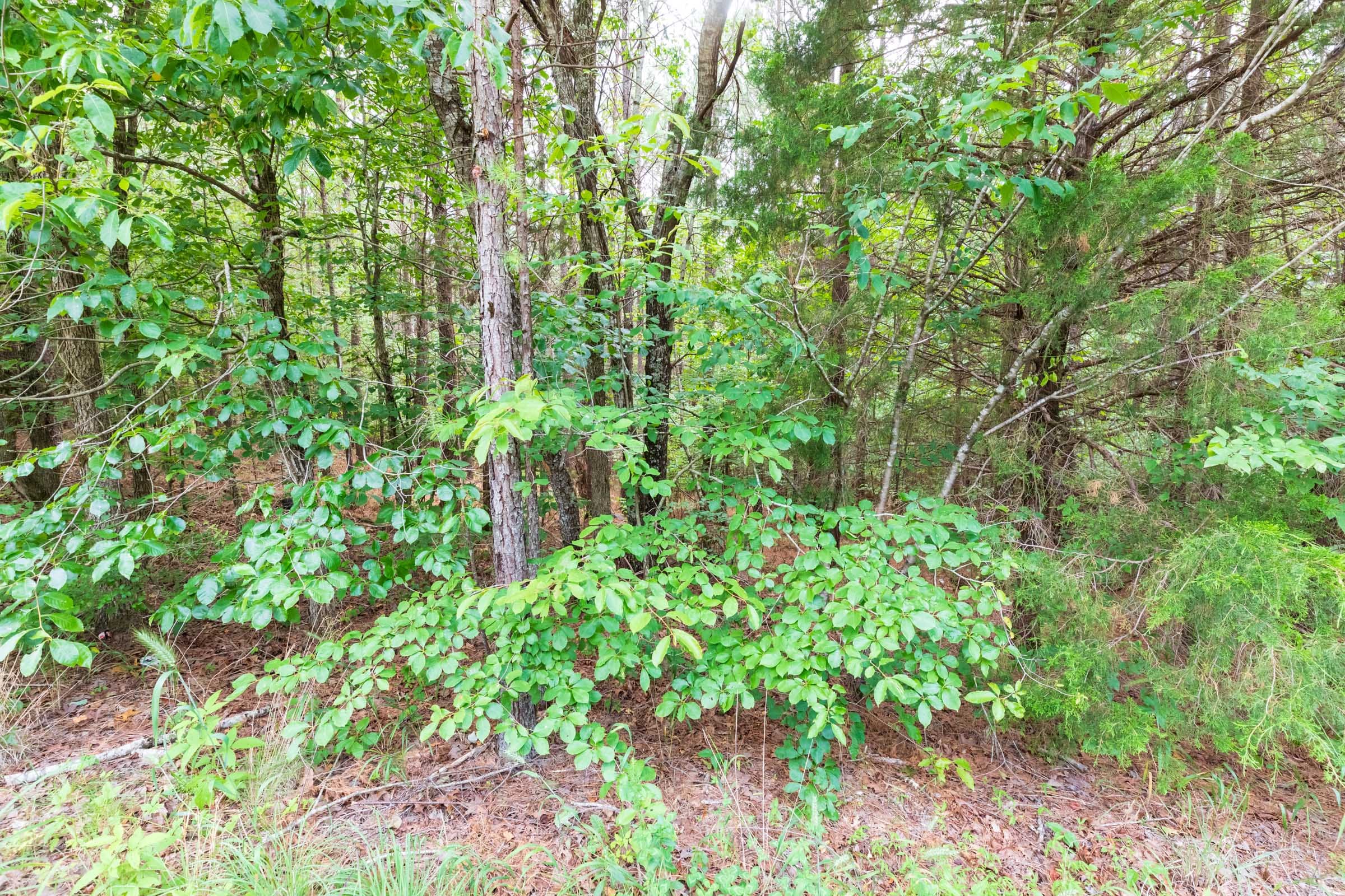 Whiskey Ridge Tract 15 photo 2