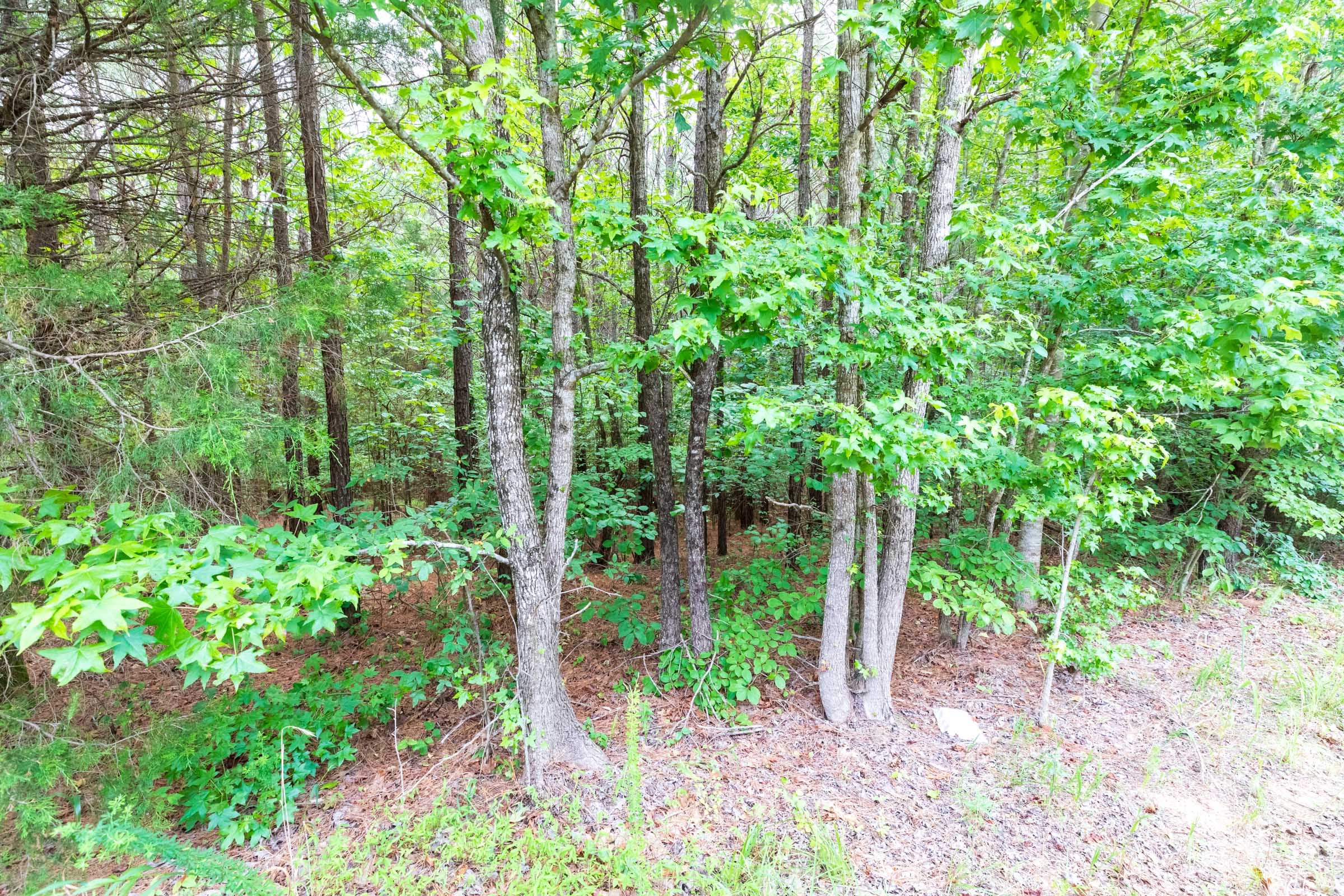 Whiskey Ridge Tract 15 photo 4
