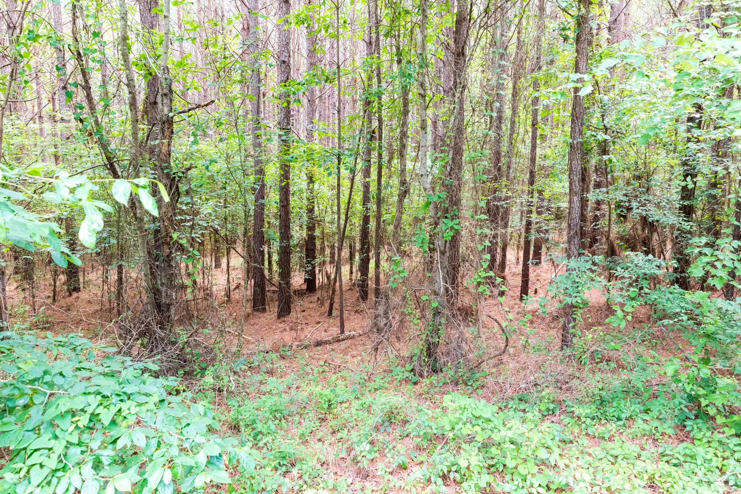 Whiskey Ridge Tract 15 photo 6
