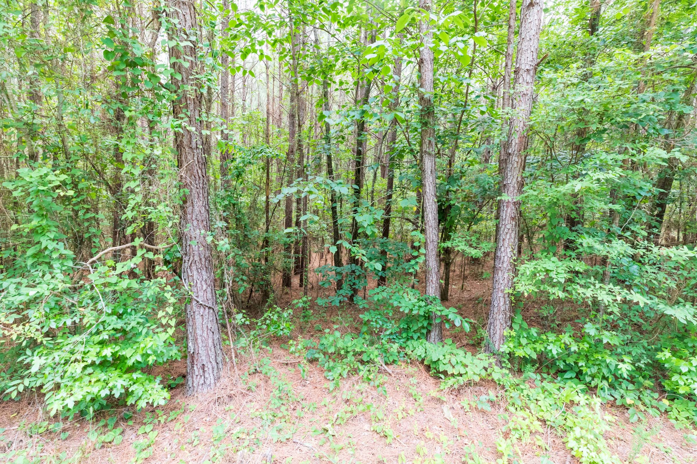 Whiskey Ridge Tract 15 photo 7