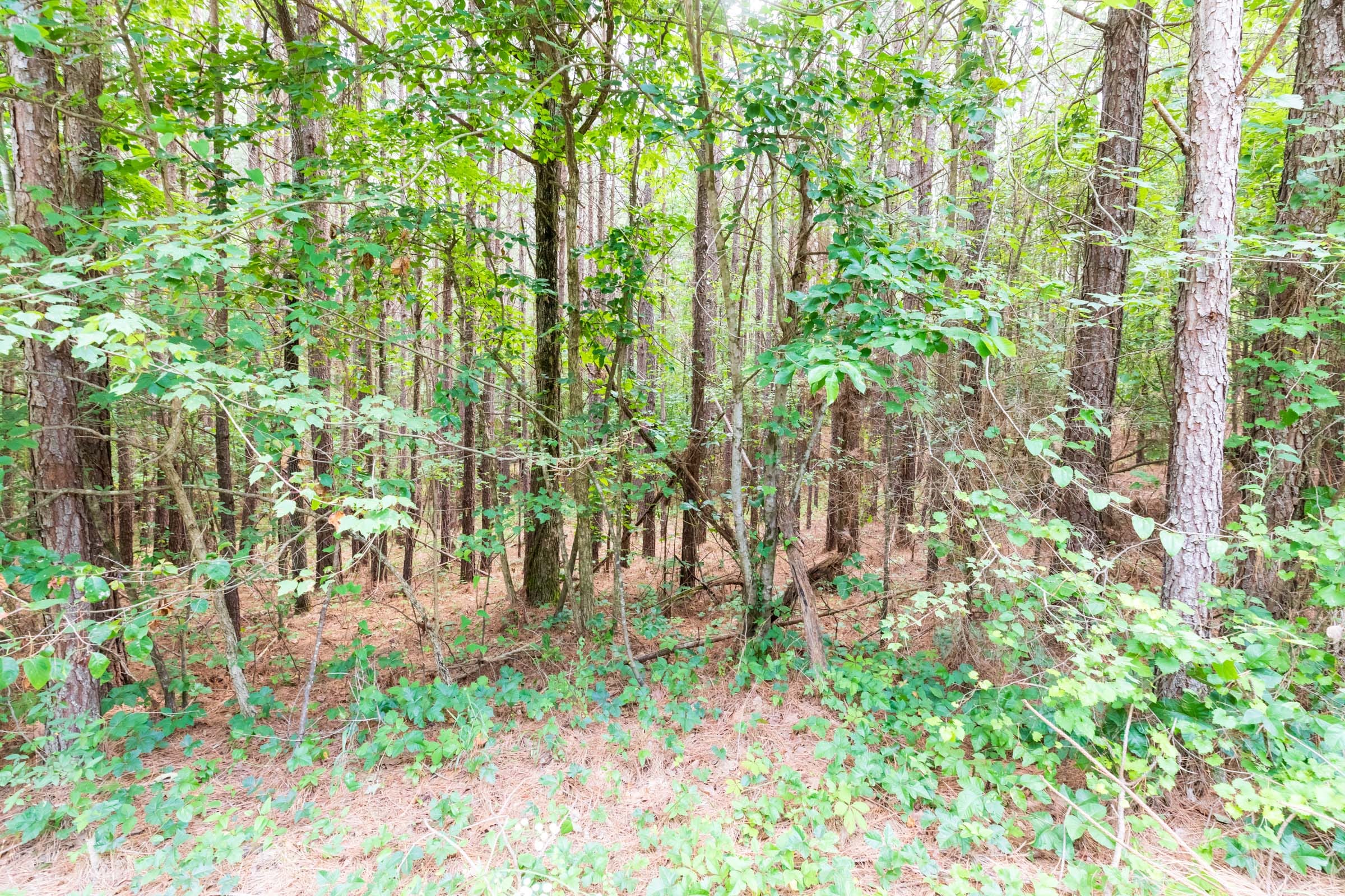 Whiskey Ridge Tract 15 photo 9