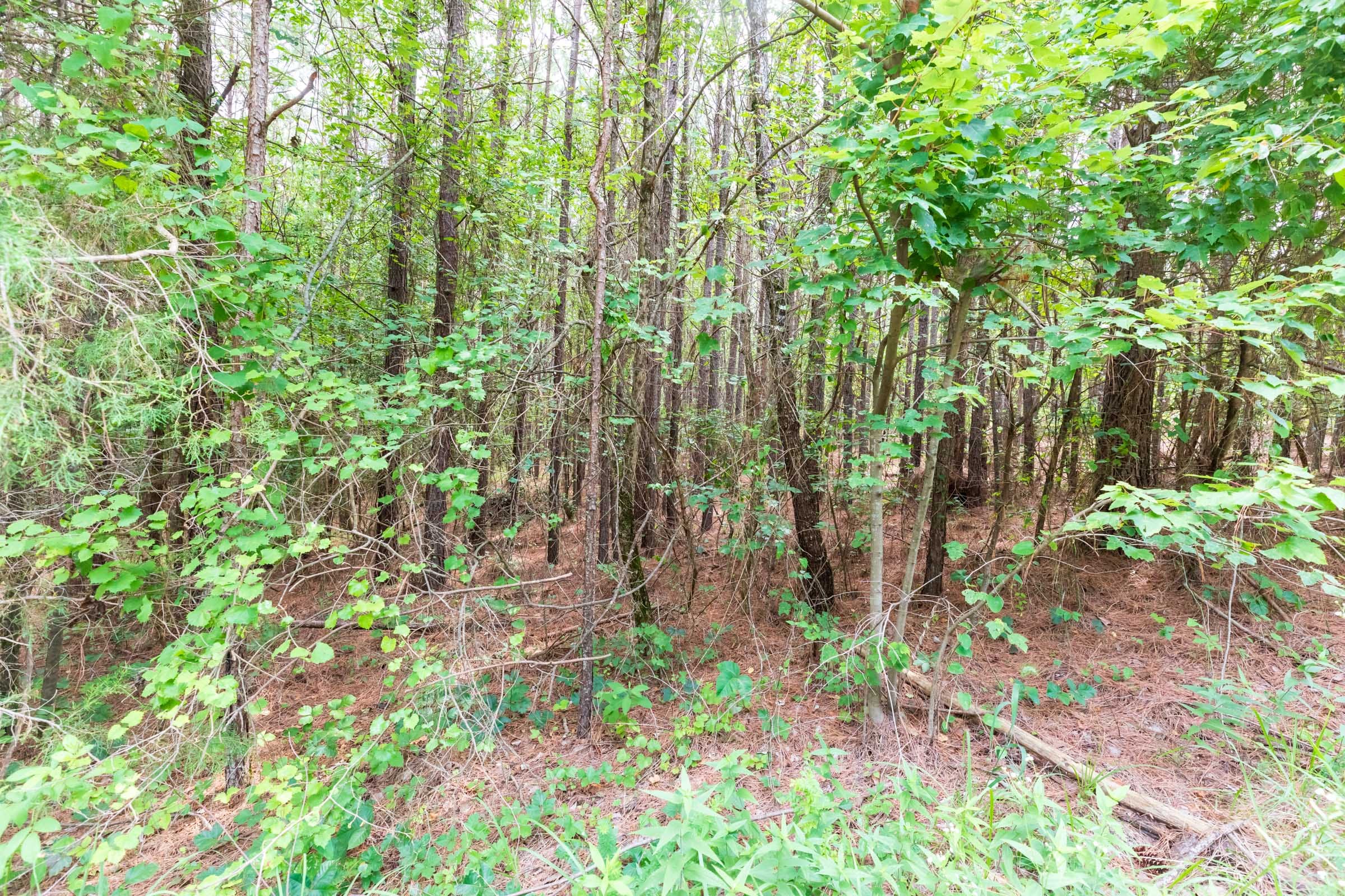 Whiskey Ridge Tract 15 photo 11