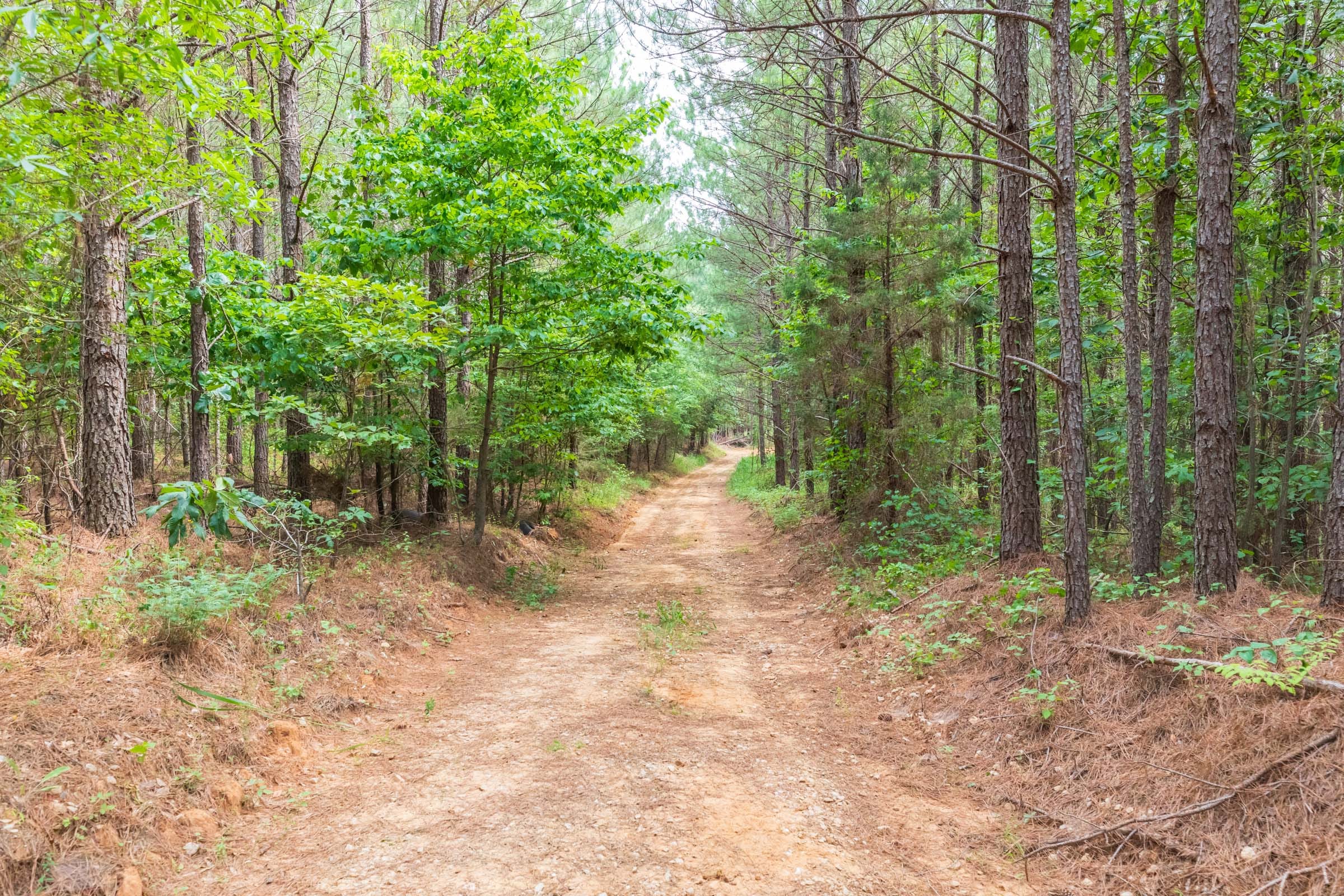 Whiskey Ridge Tract 15 photo 16