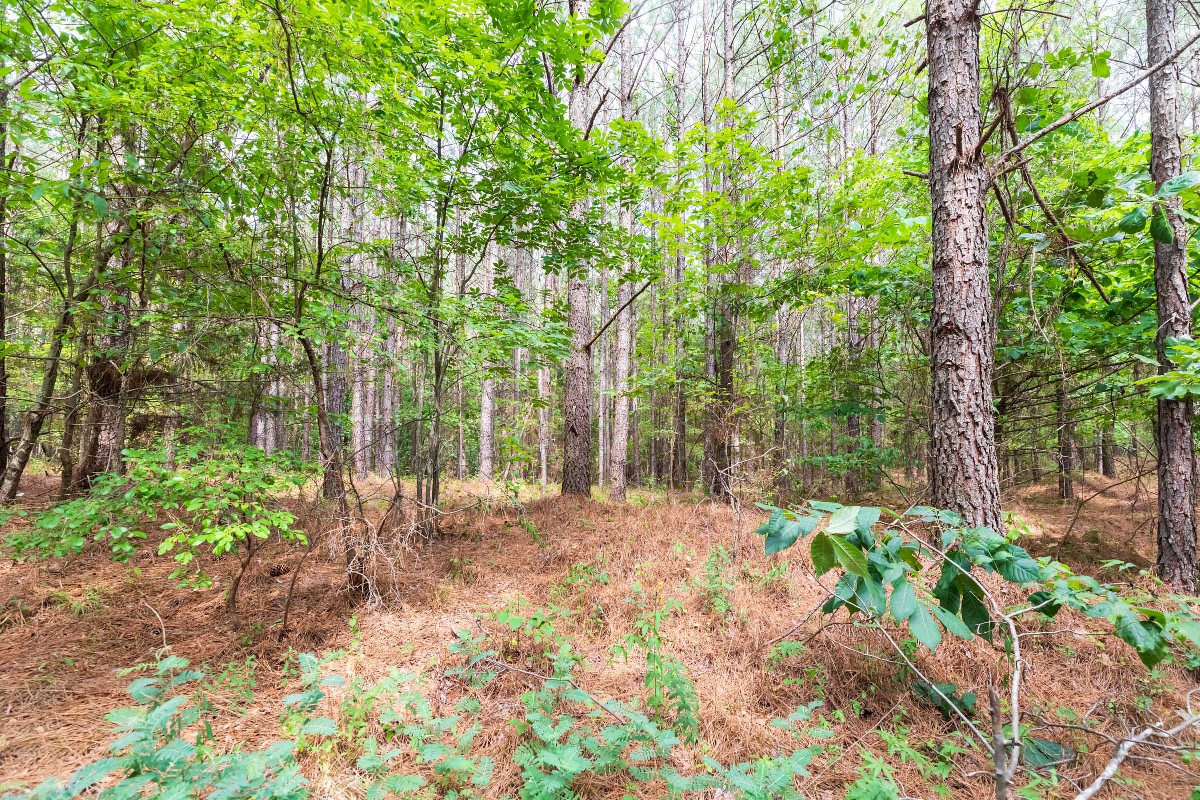 Whiskey Ridge Tract 15 photo 12