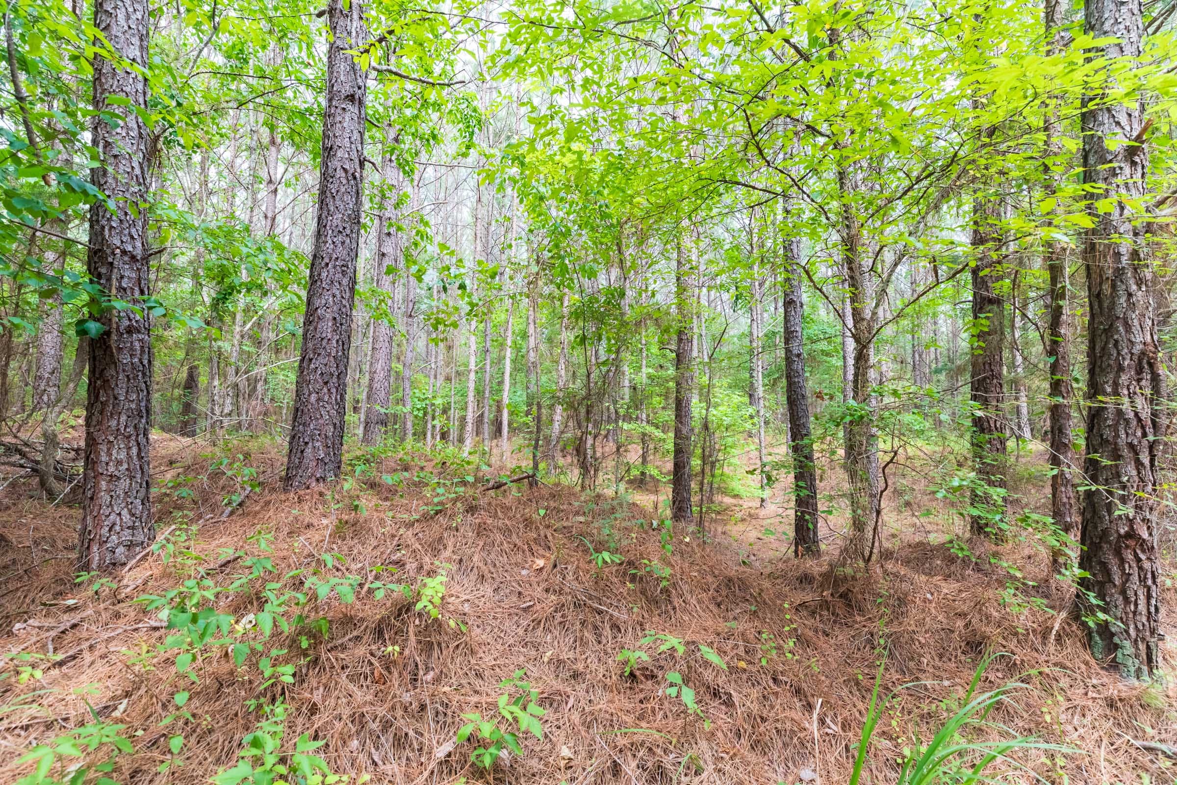 Whiskey Ridge Tract 15 photo 14