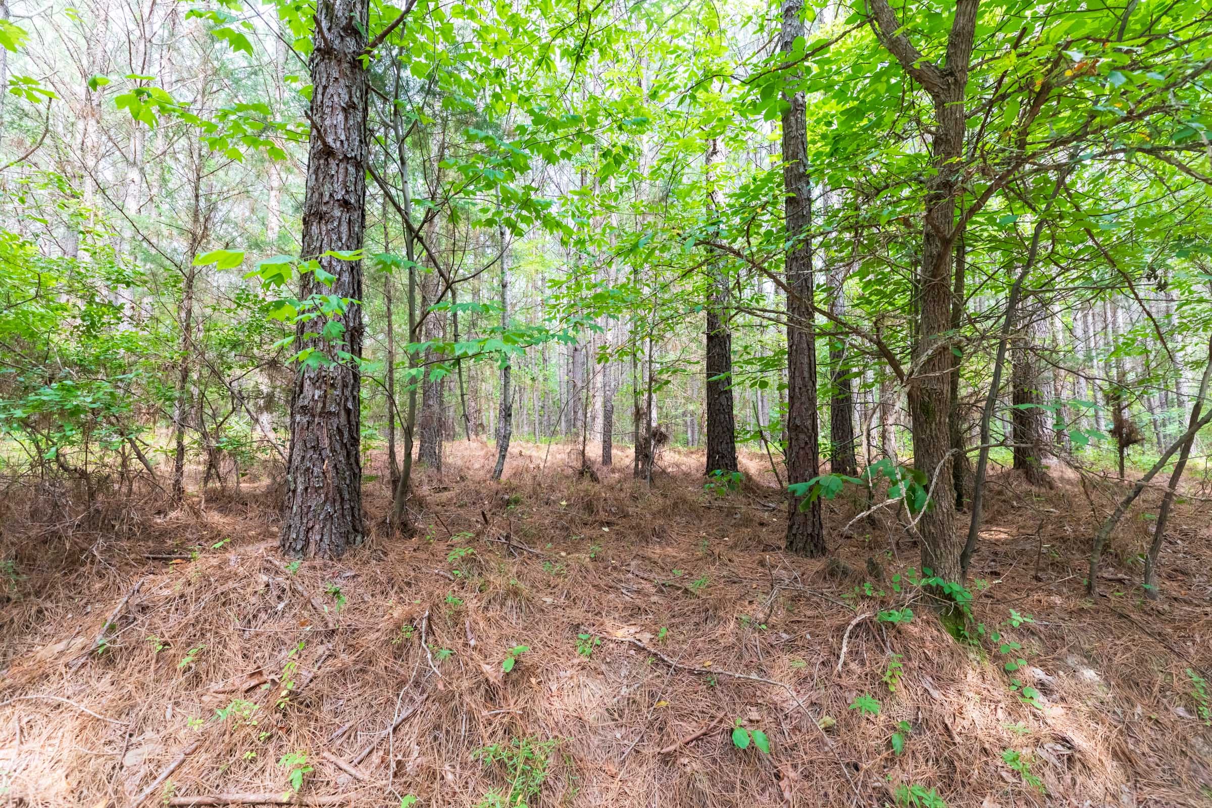 Whiskey Ridge Tract 15 photo 15