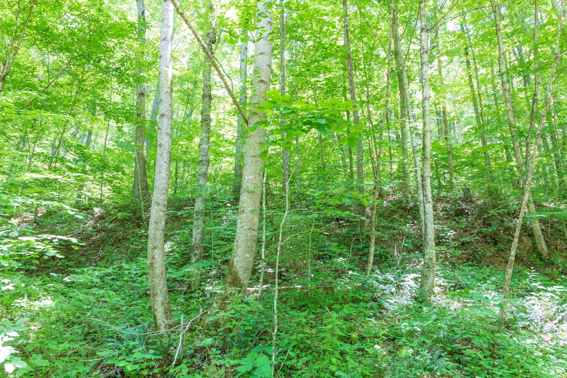 River’s Edge Tract 21 photo 2