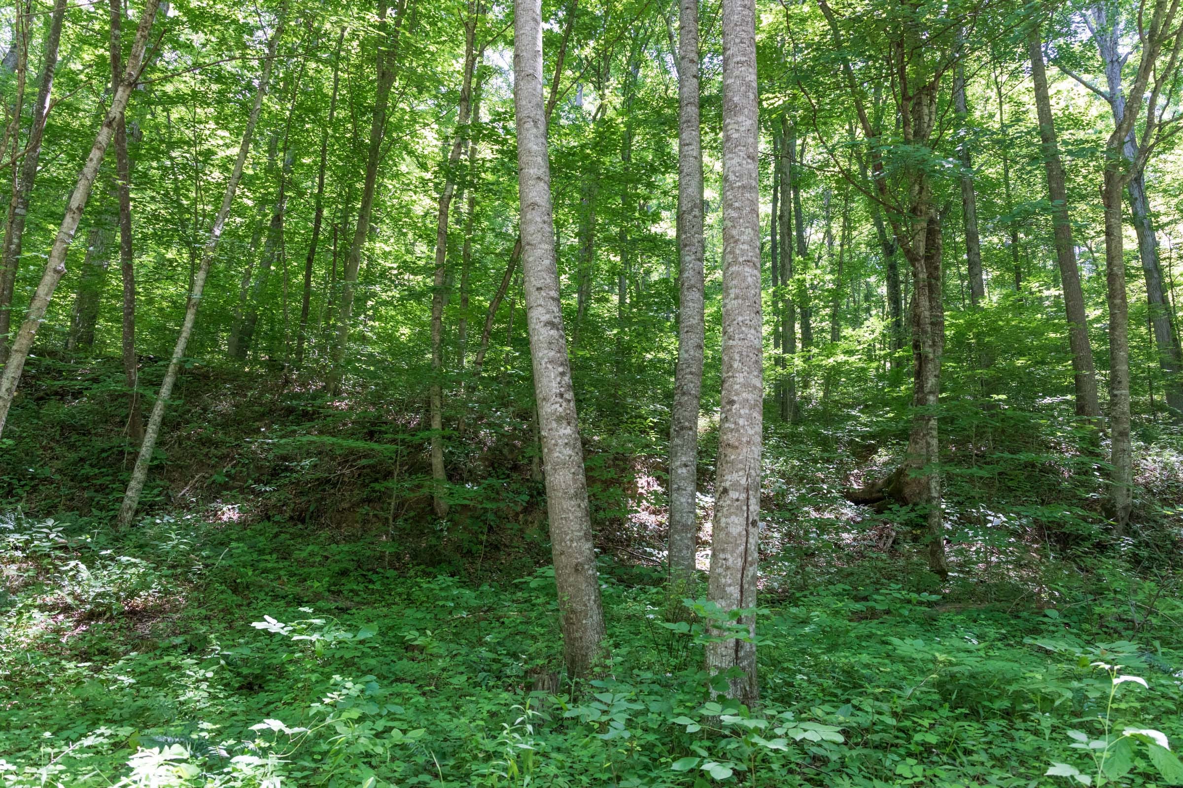 River’s Edge Tract 21 photo 3