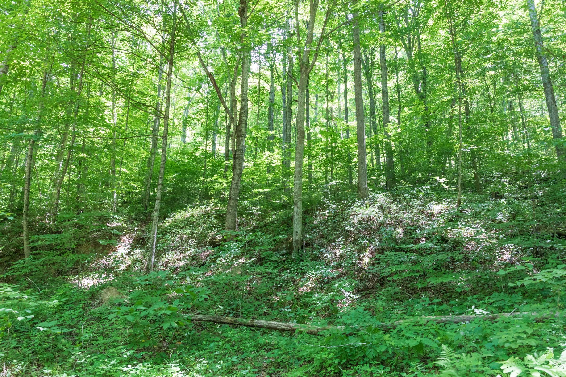 River’s Edge Tract 21 photo 4