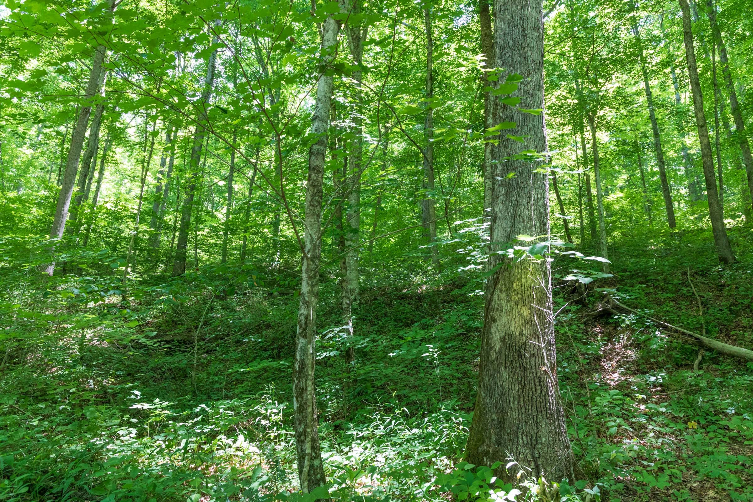 River’s Edge Tract 21 photo 7