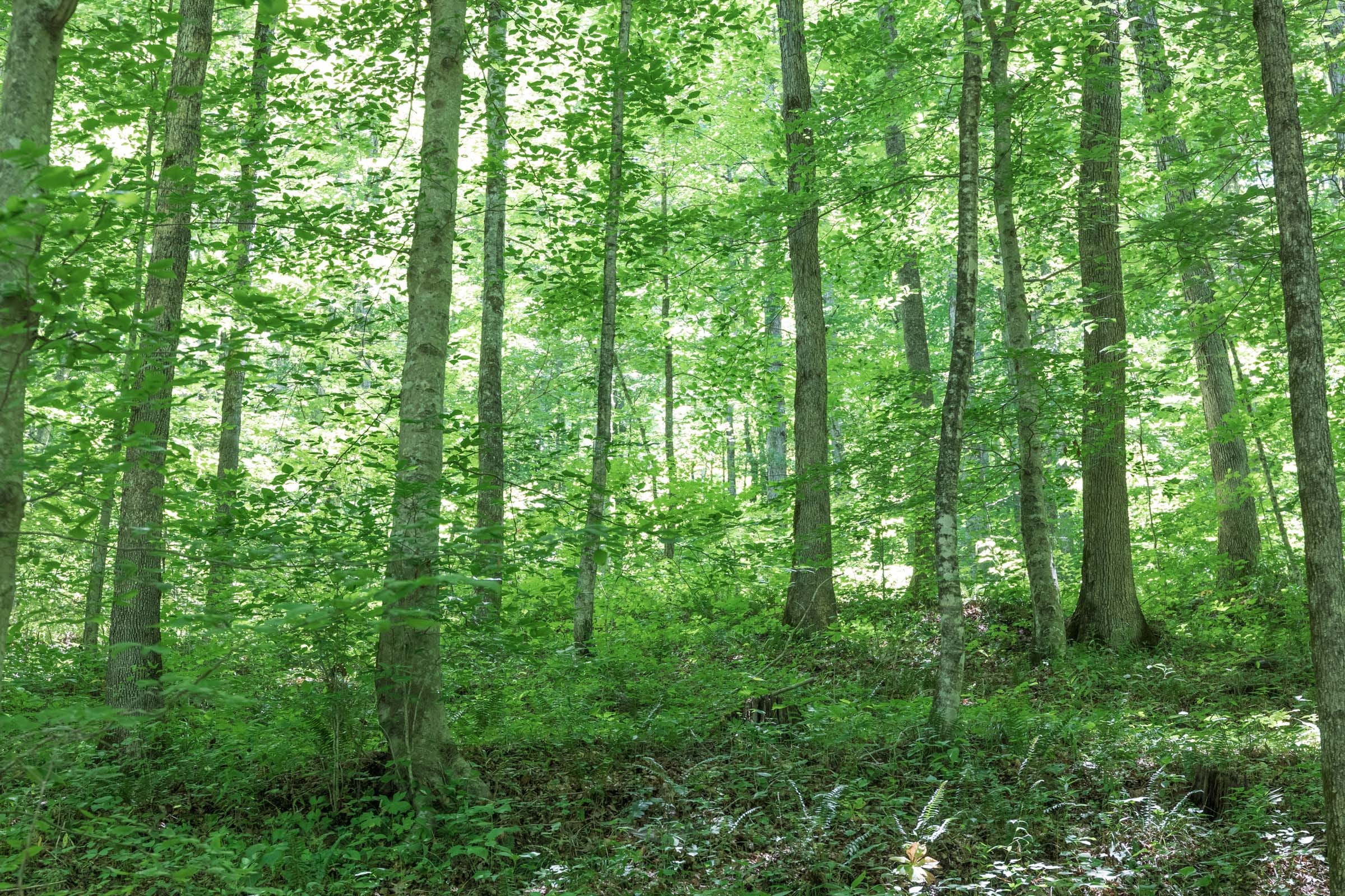 River’s Edge Tract 21 photo 8