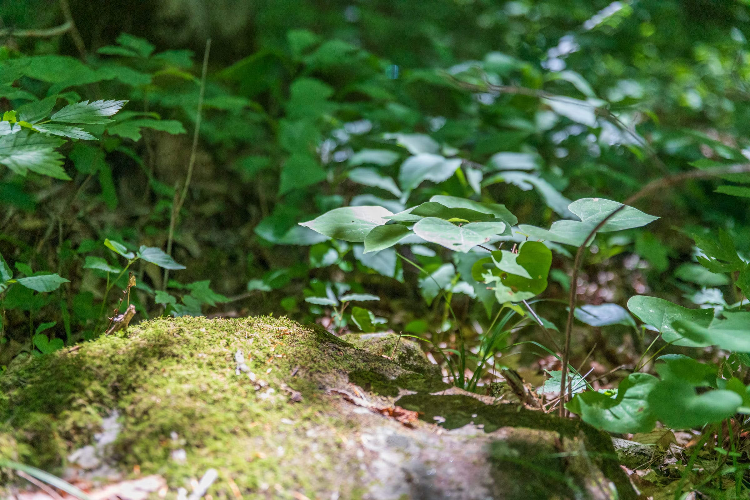 River’s Edge Tract 21 photo 9