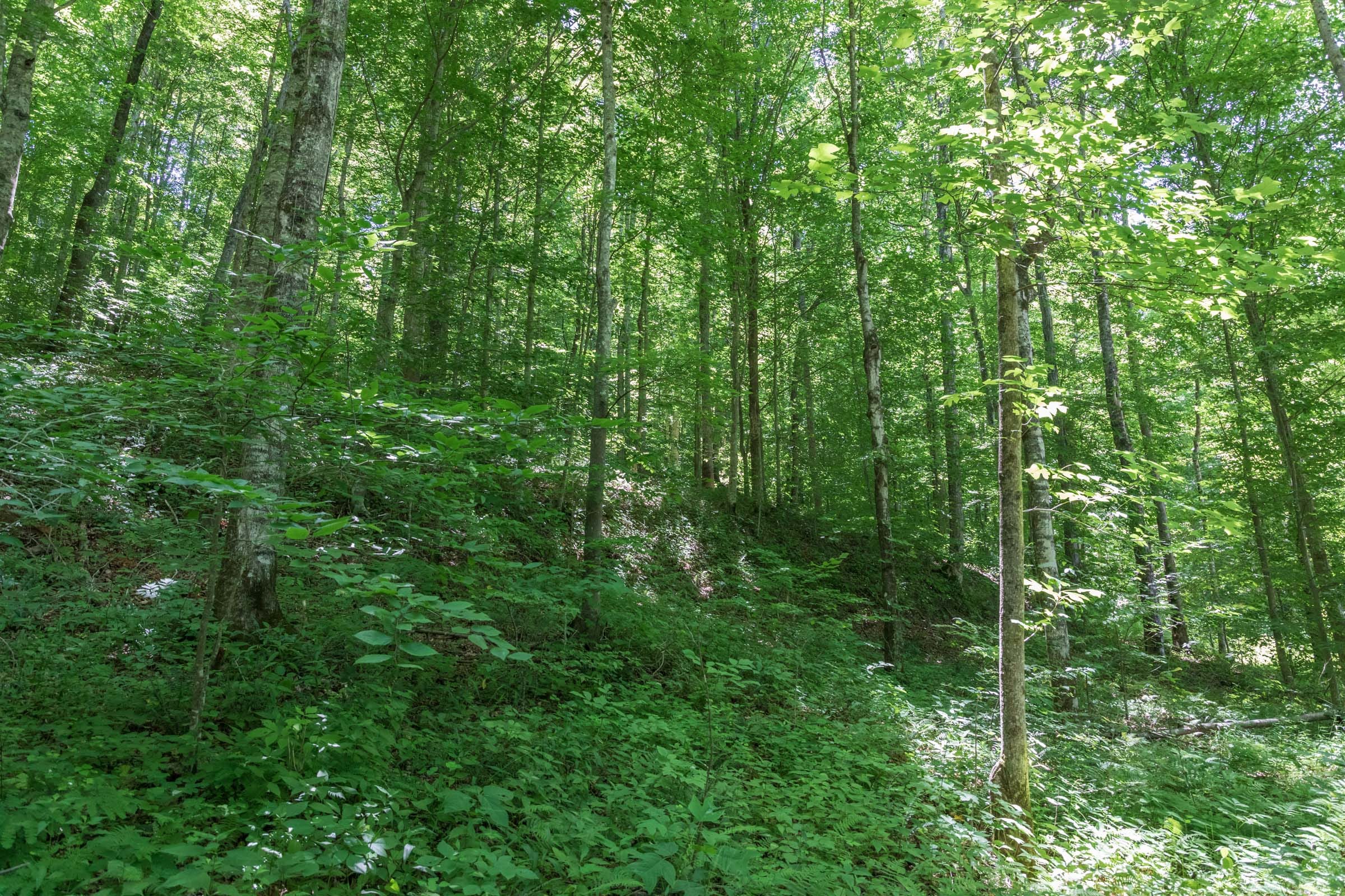 River’s Edge Tract 21 photo 10