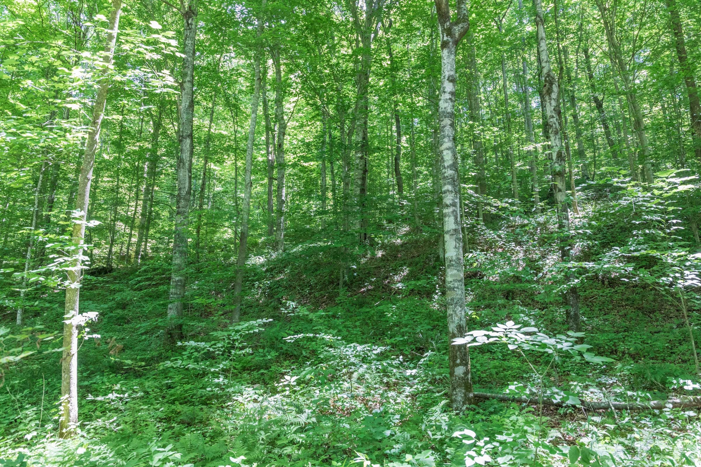 River’s Edge Tract 21 photo 12