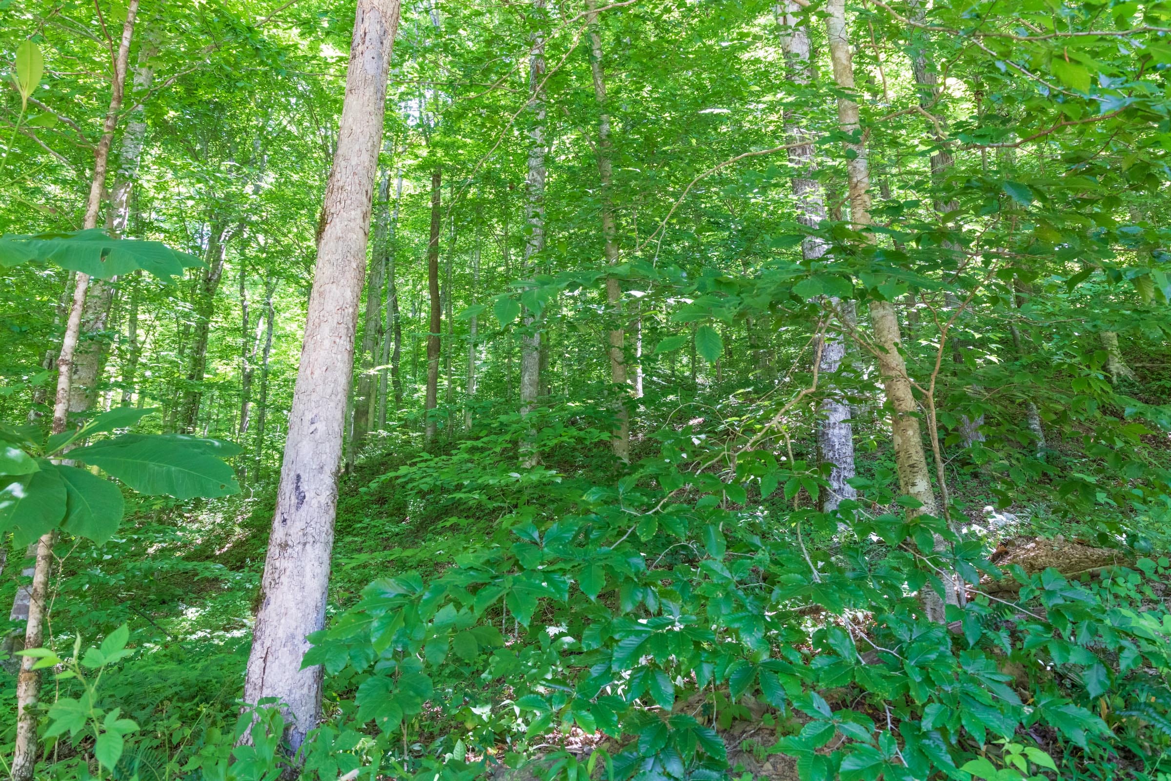 River’s Edge Tract 21 photo 14