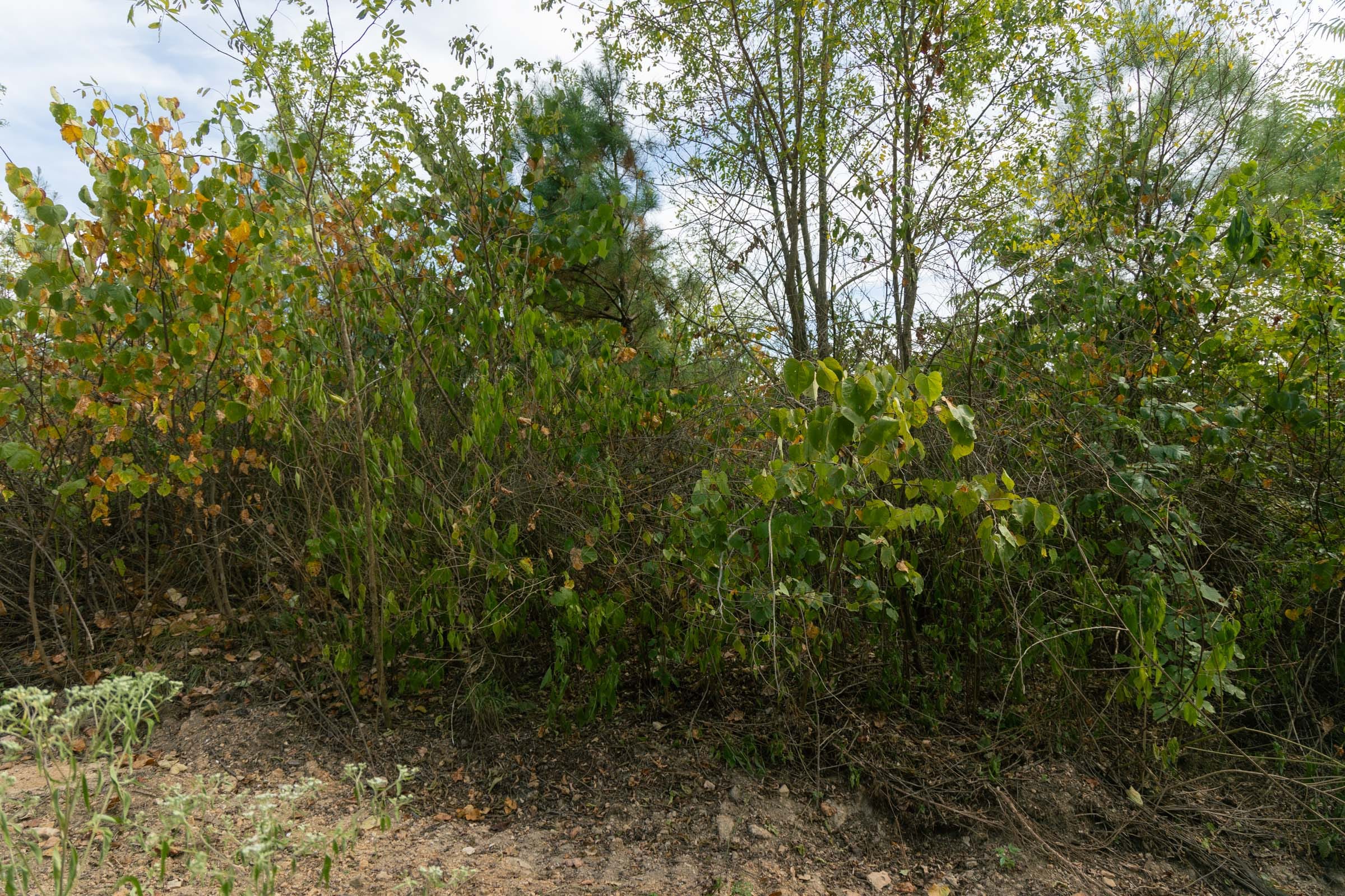 Big White Oak Tract 37 photo 5