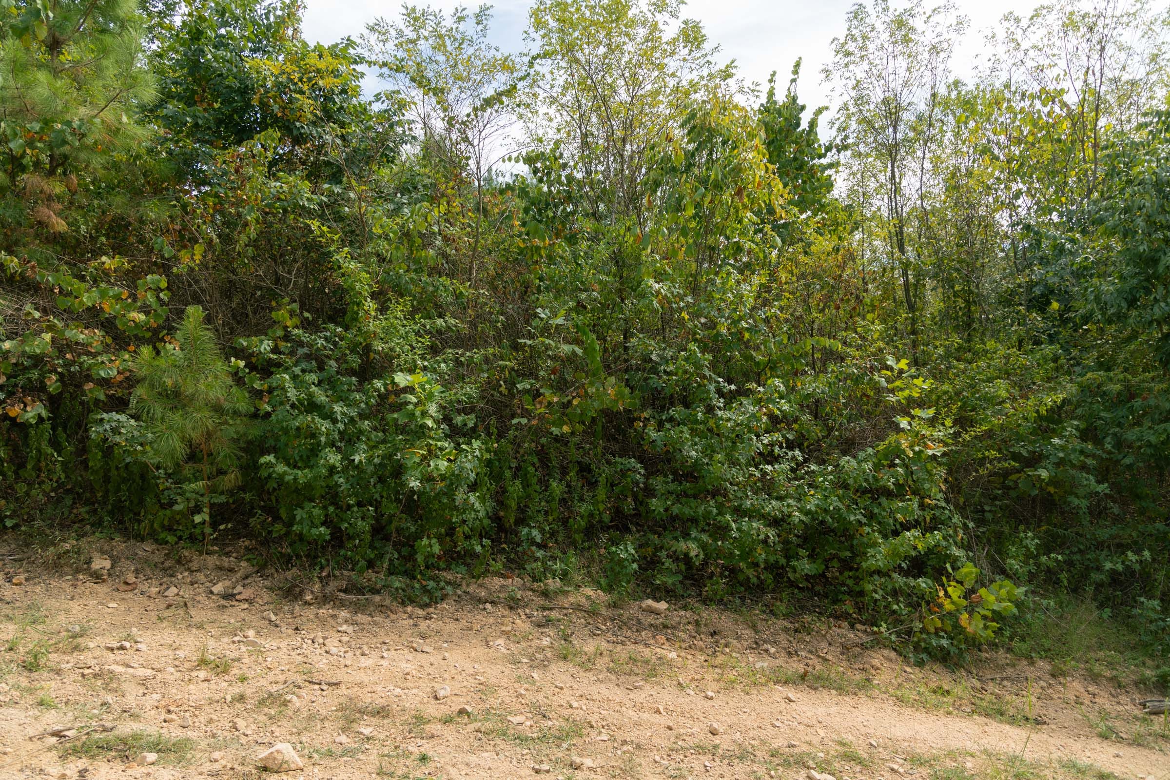 Big White Oak Tract 37 photo 6