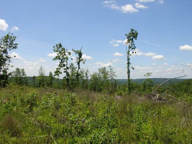 Antler Ridge Tract 20 photo 1