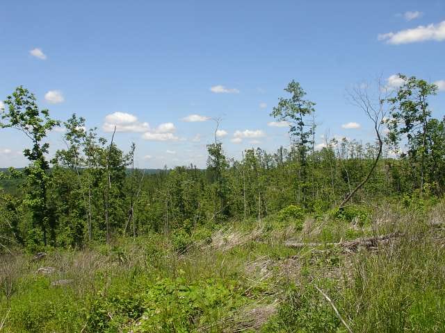 Antler Ridge Tract 20 photo 4