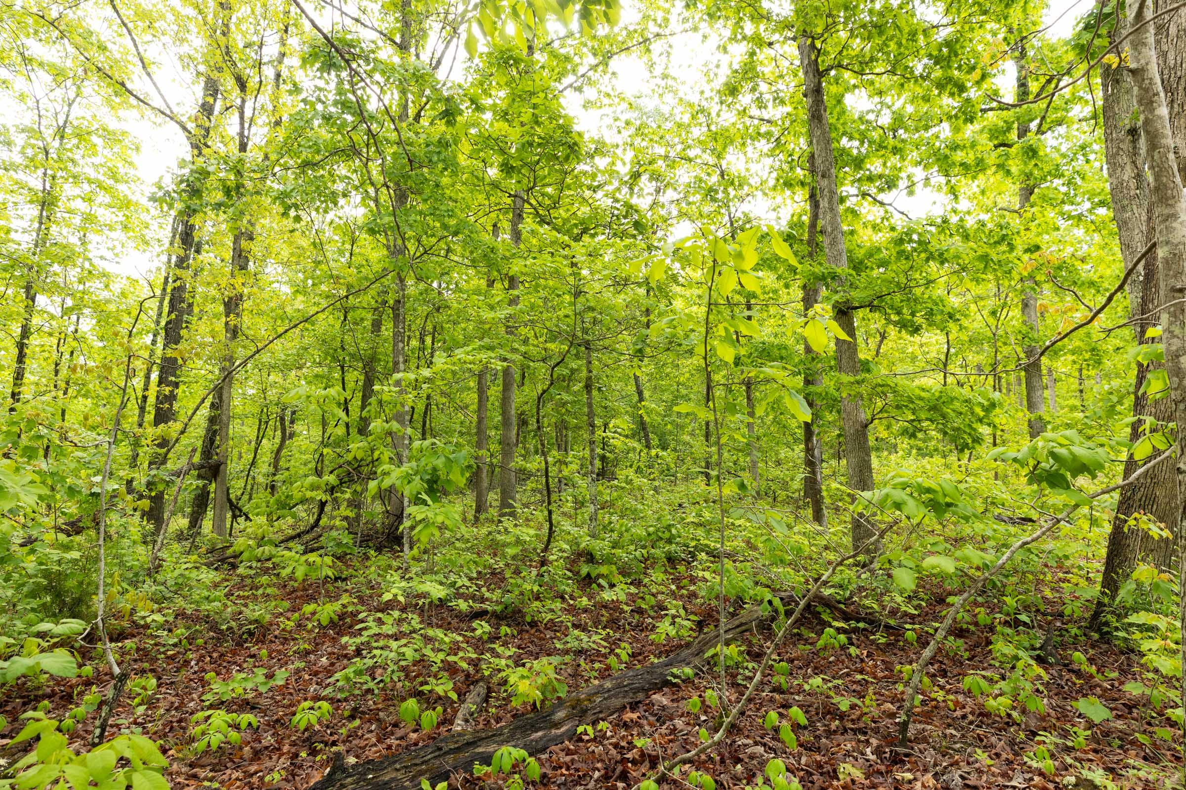 Stardust Estates Tract 37 photo 12