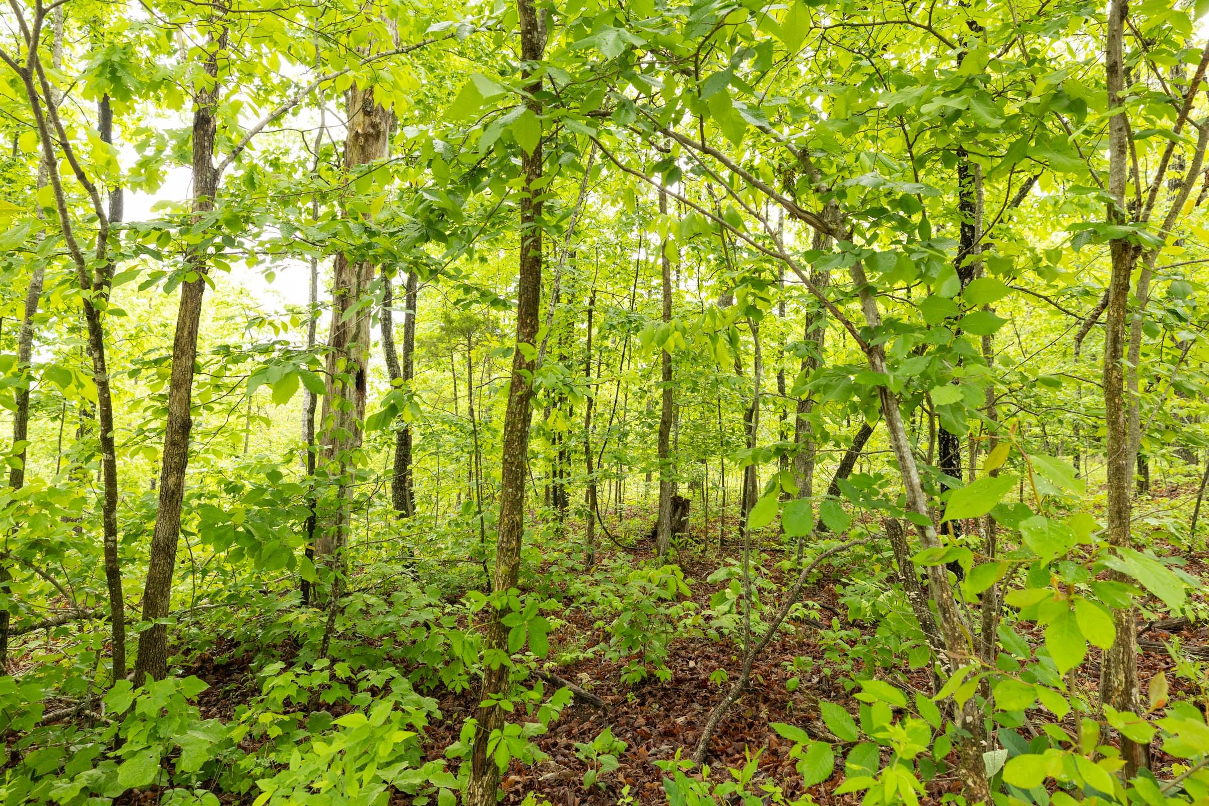 Stardust Estates Tract 37 photo 9